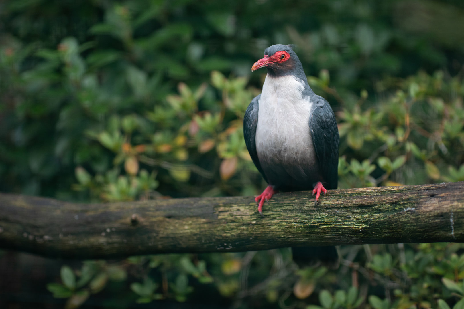 Papuan mountain-pigeon (Gymnophaps albertisii)