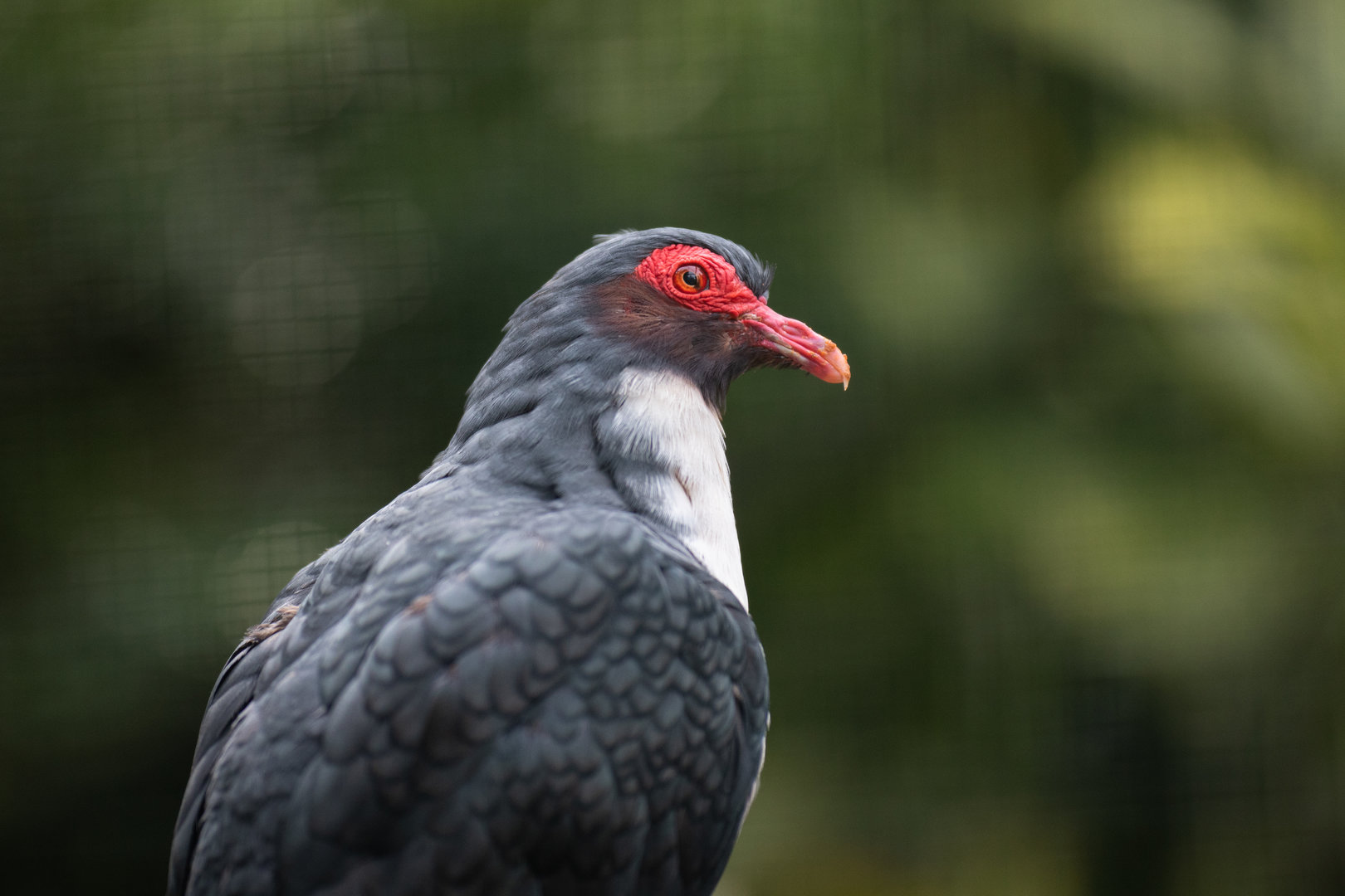 Papuan mountain-pigeon (Gymnophaps albertisii)