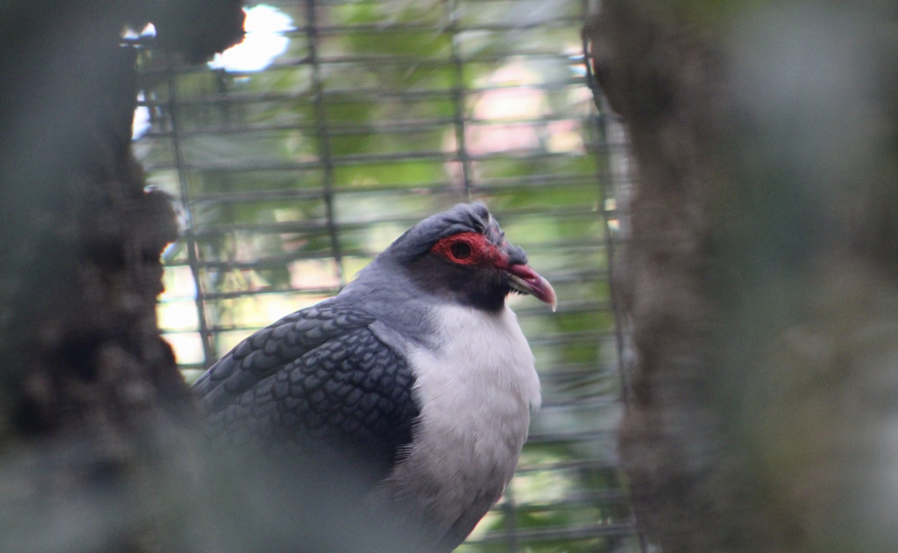 Papuan Mountain Pigeon (Gymnophaps albertisii)