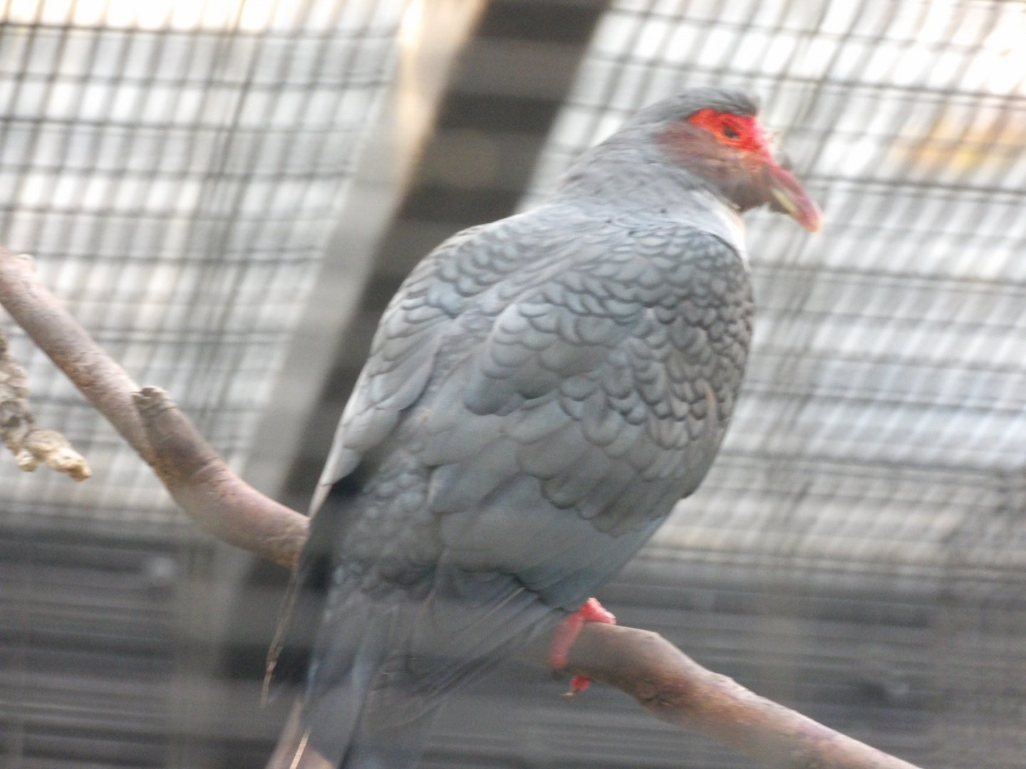 Papuan Mountain-Pigeon(Gymnophaps albertisii)