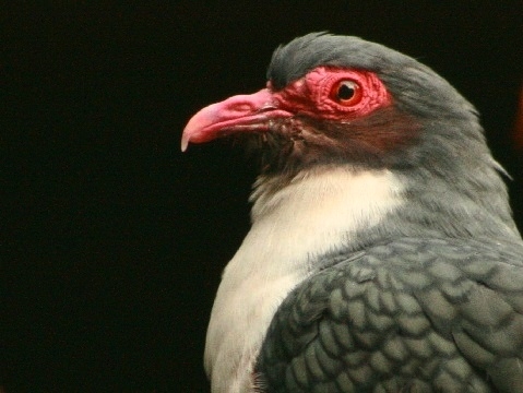 Papuan Mountain-pigeon