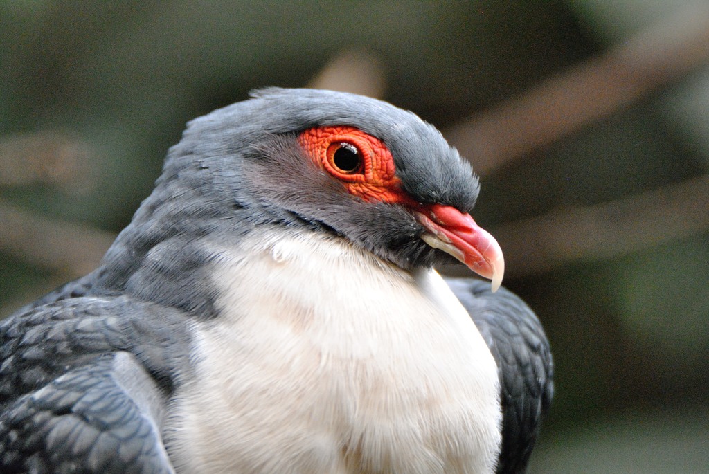 Papuan mountain pigeon