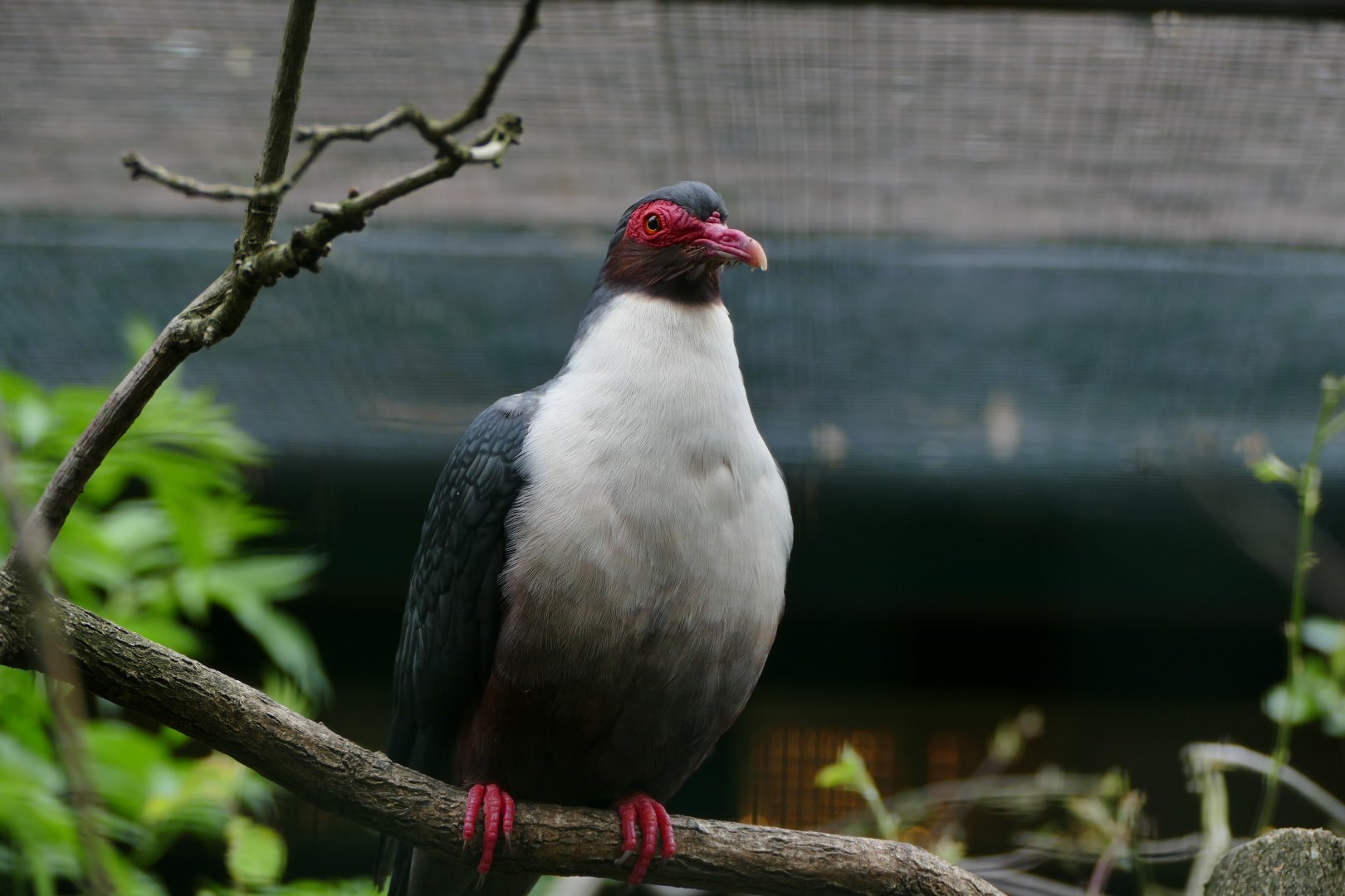 Papuan mountain-pigeon