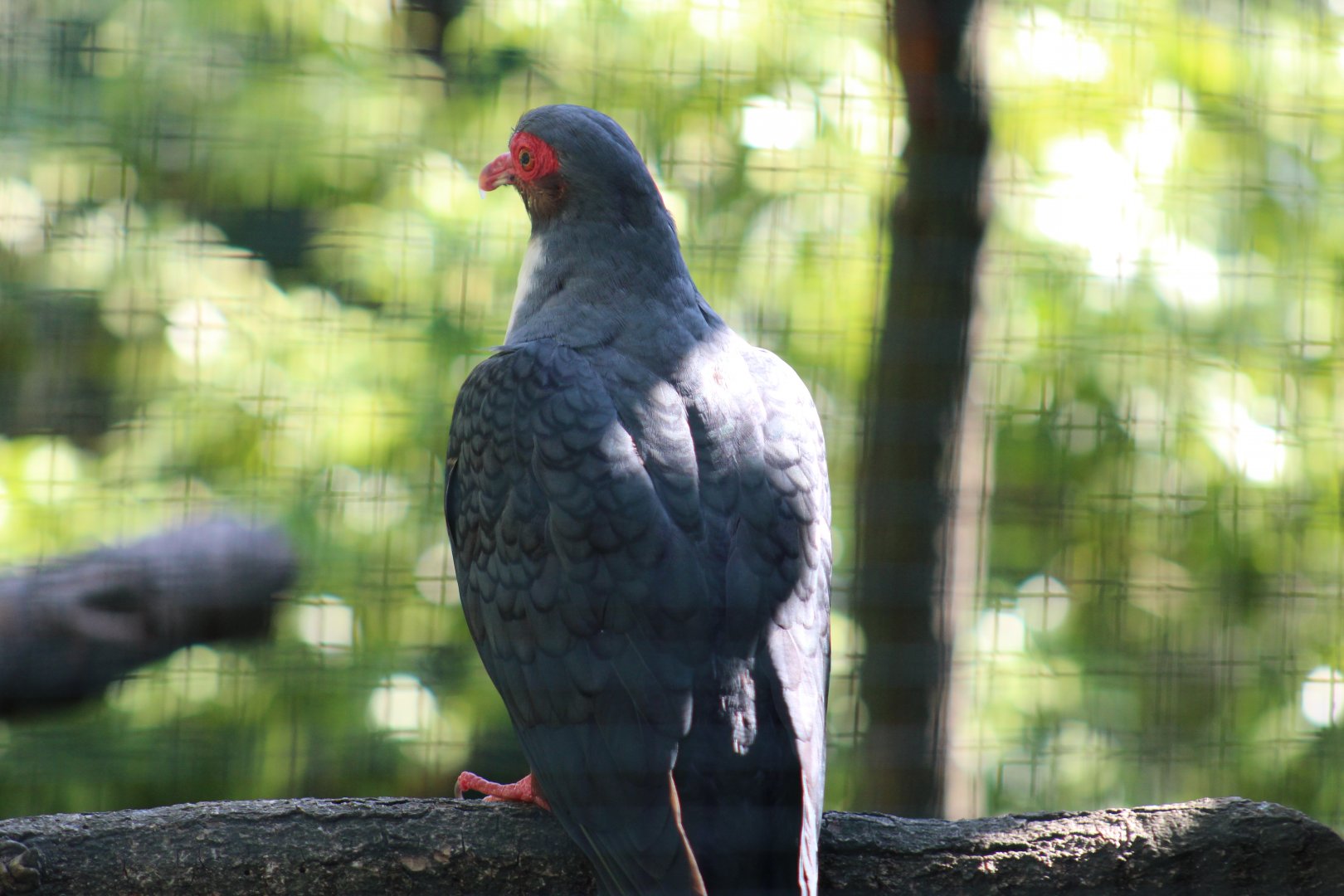 Papuan Mountain-Pigeon