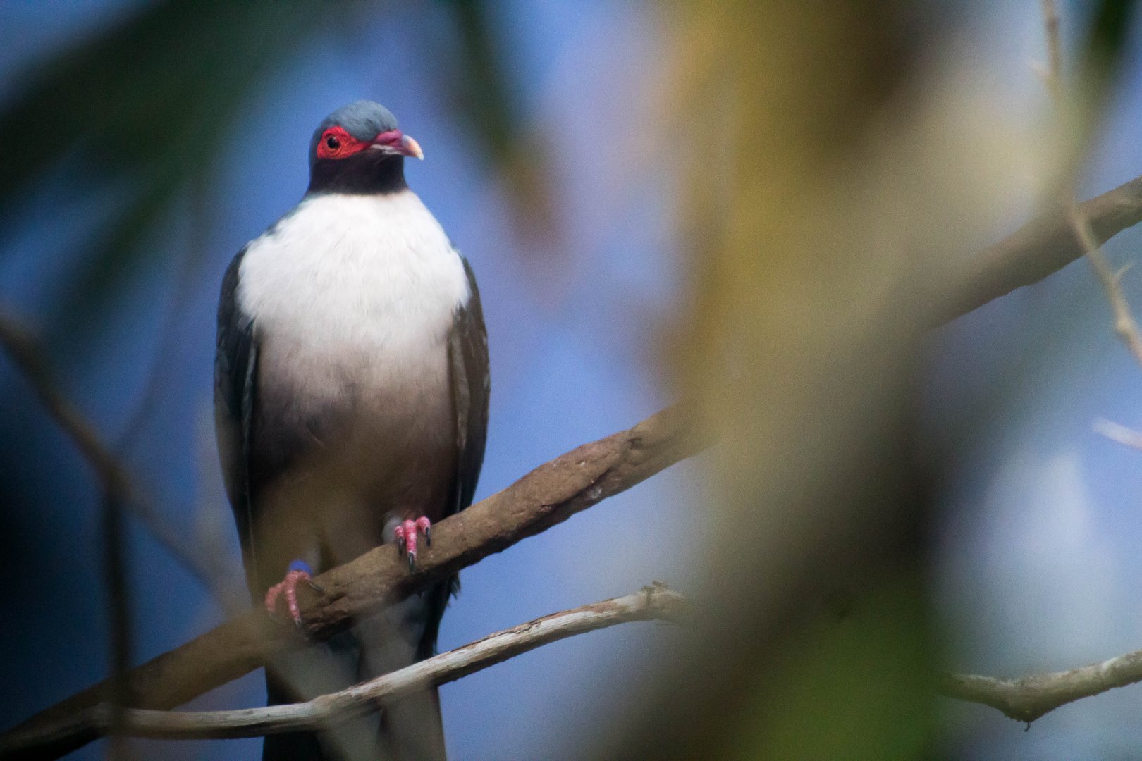 Papuan mountain pigeon