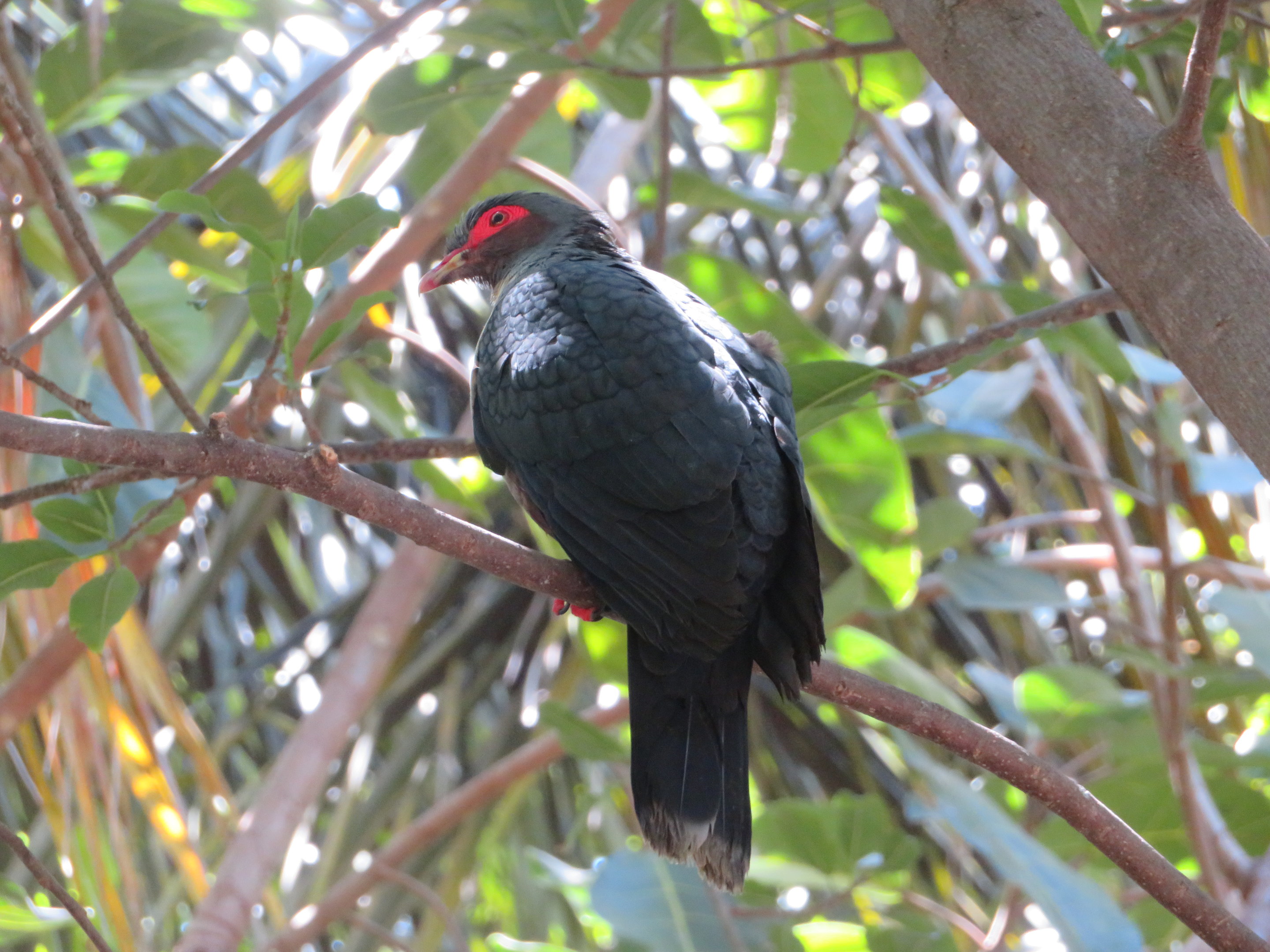 Papuan Mountain Pigeon