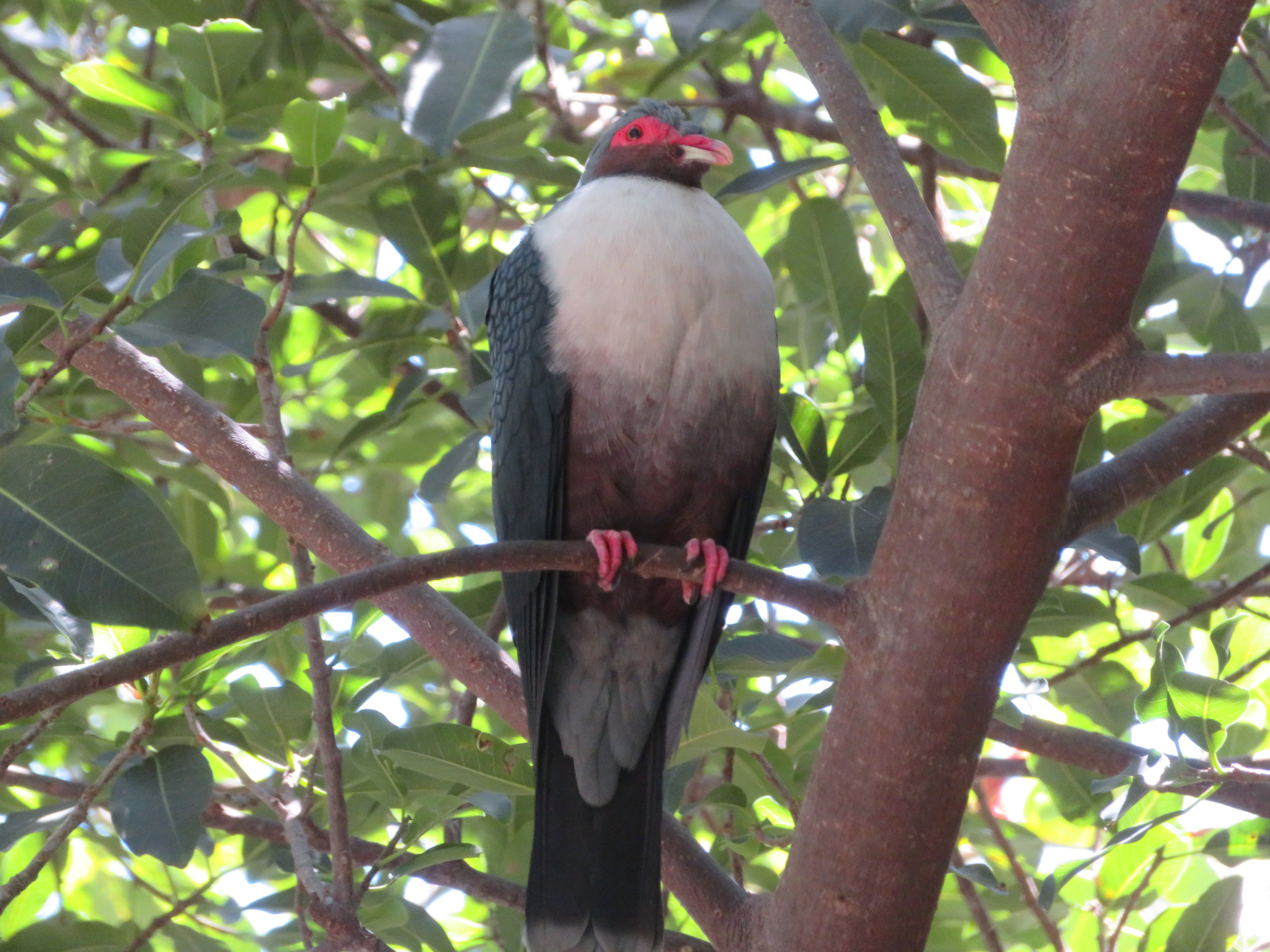 Papuan Mountain Pigeon