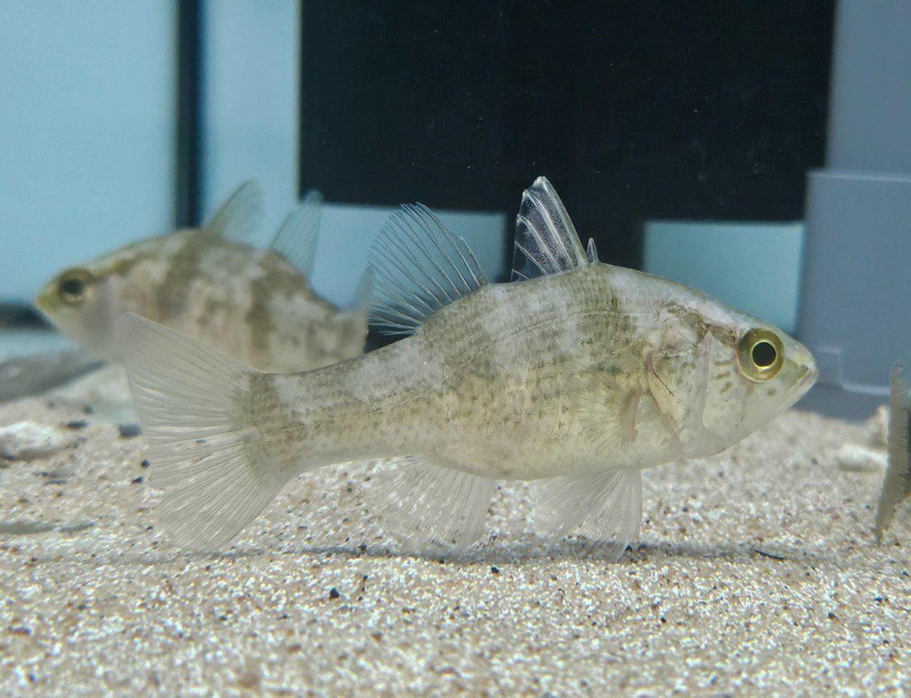 Papuan Mouth Almighty (Glossamia aprion)