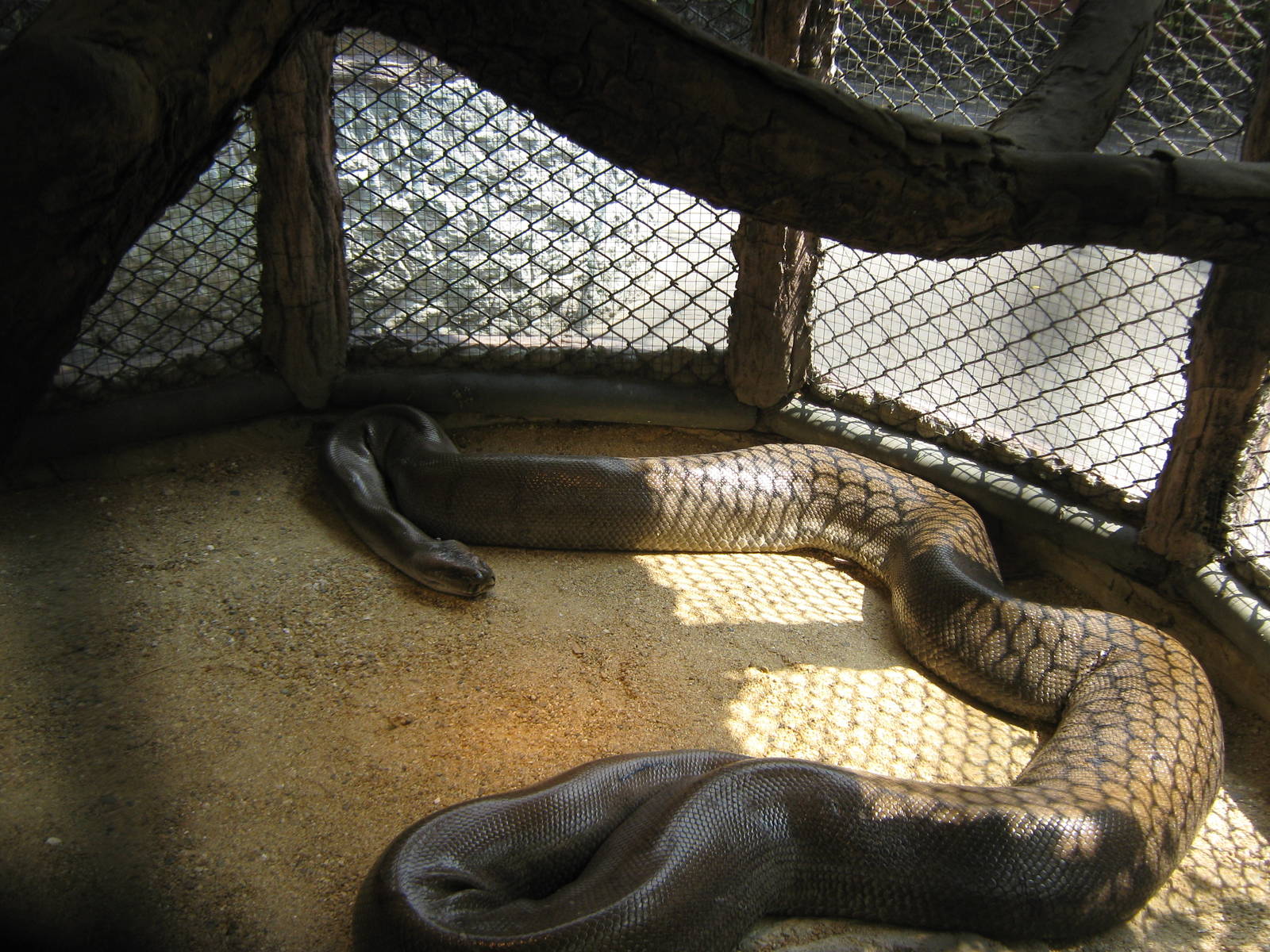 Papuan Olive Python (Apodora papuana)