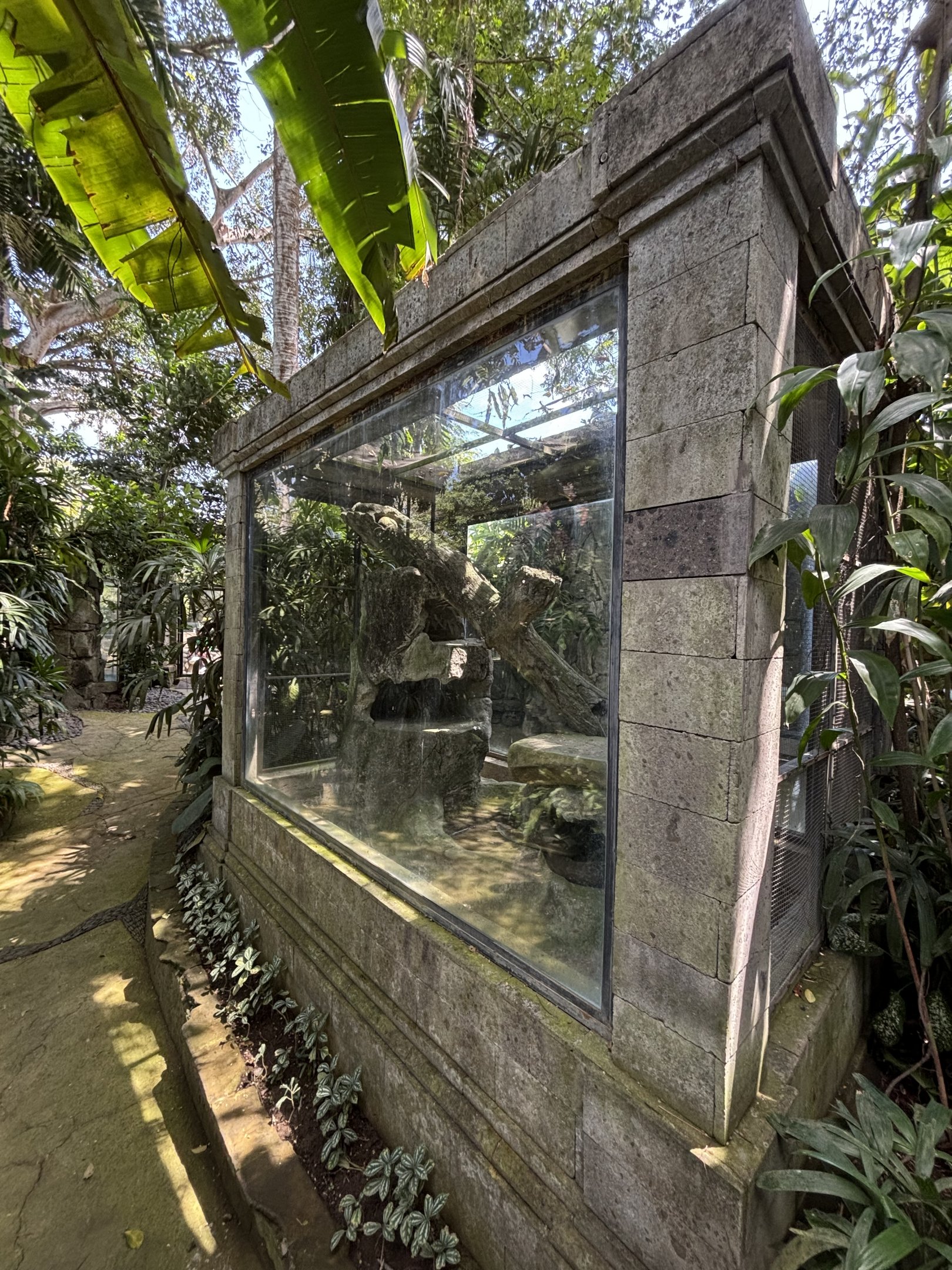 Papuan Olive Python Exhibit