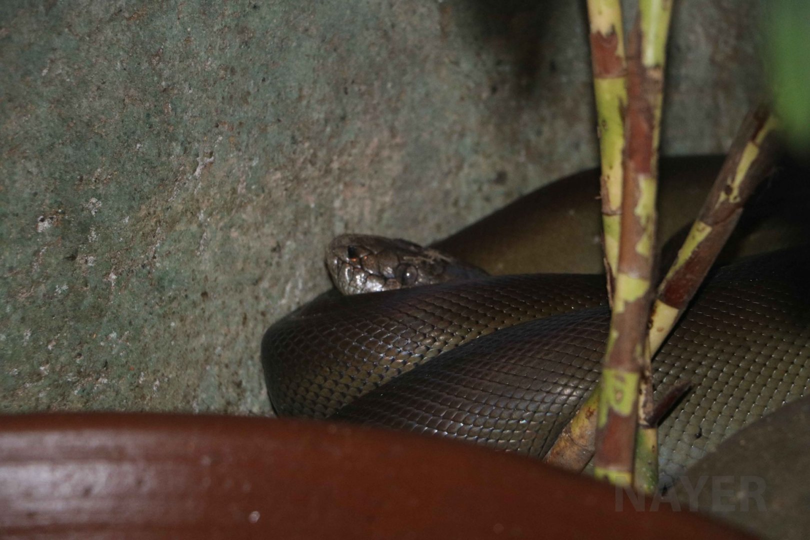 Papuan olive python, June 2016