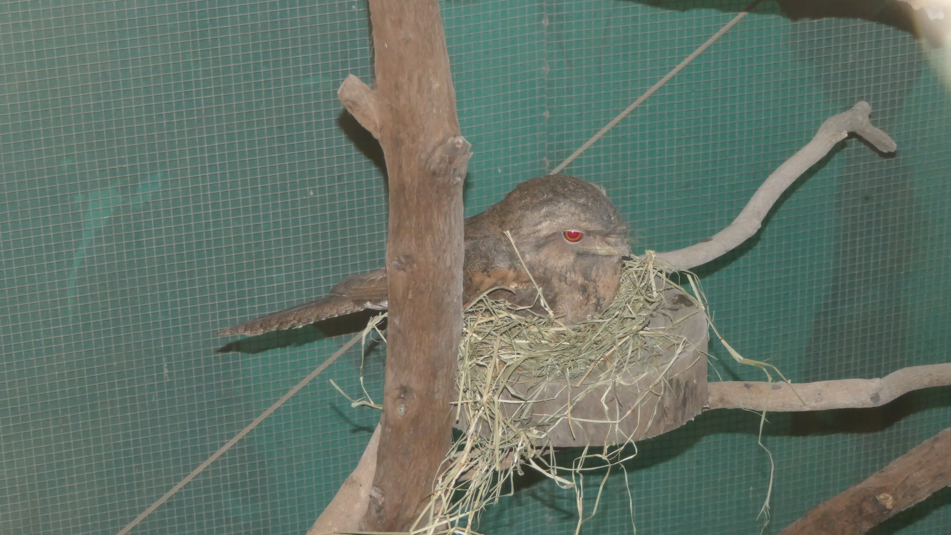 Papuan or Marbled Frogmouth? Kuranda Koala Gardens