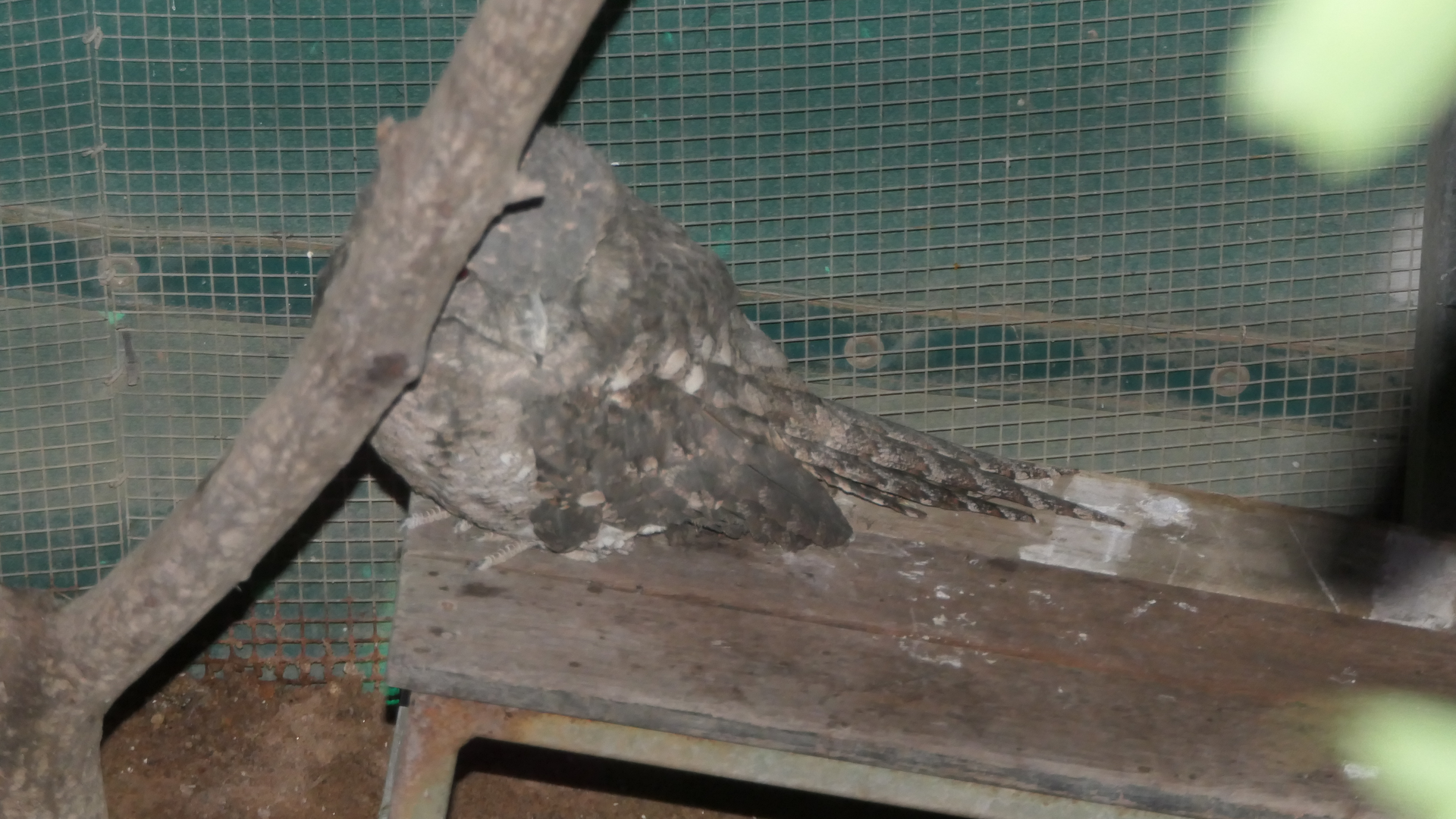 Papuan or Marbled Frogmouth? Kuranda Koala Gardens