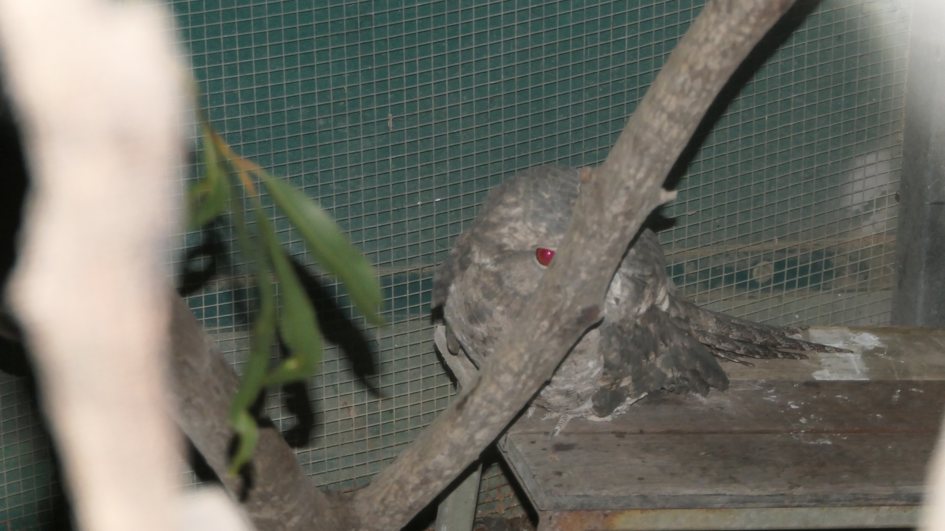 Papuan or Marbled Frogmouth? Kuranda Koala Gardens