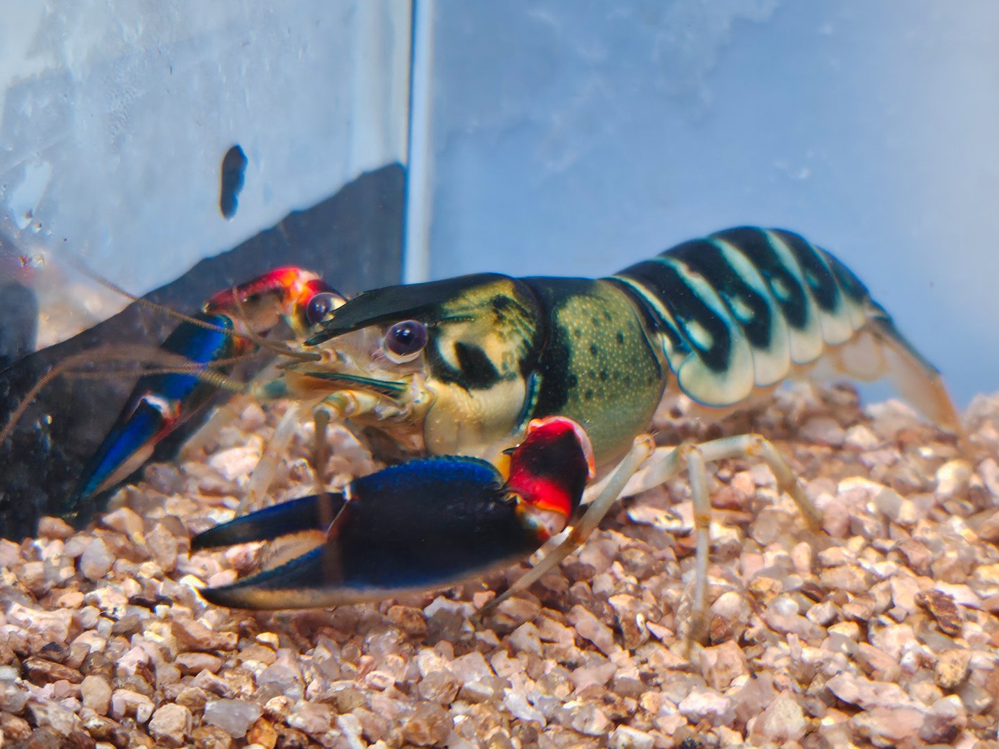 Papuan Peacock Crayfish (Cherax sp. 'Peacock')