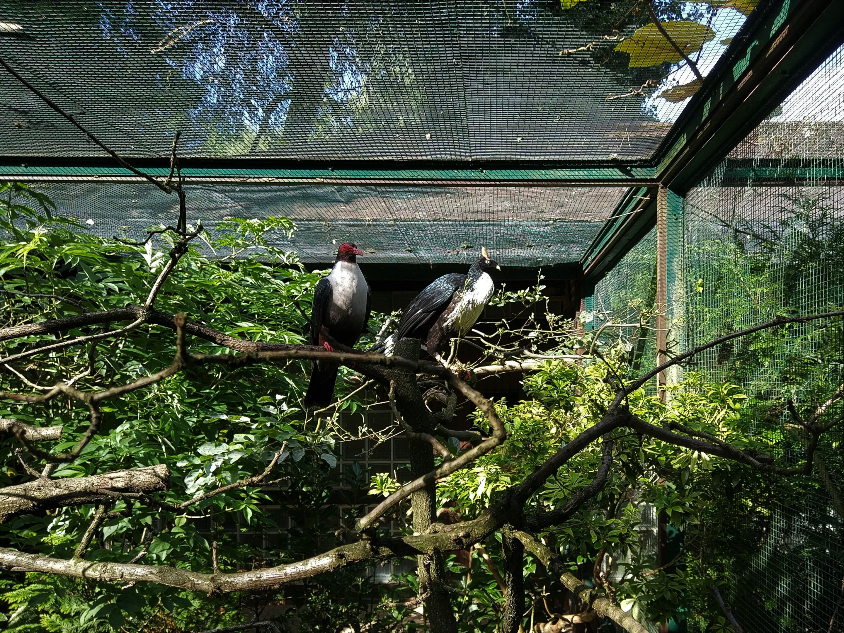 Papuan Pigeon and Horned Guan