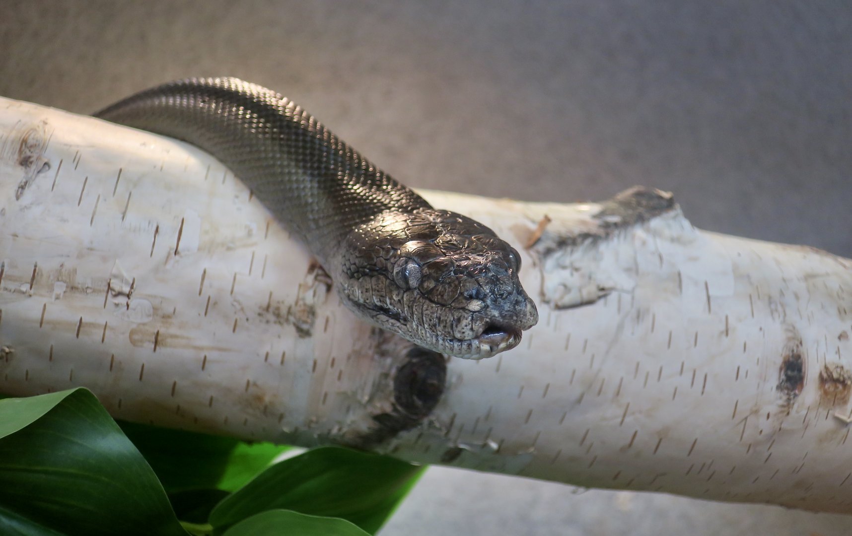 Papuan Python (Apodora papuana)