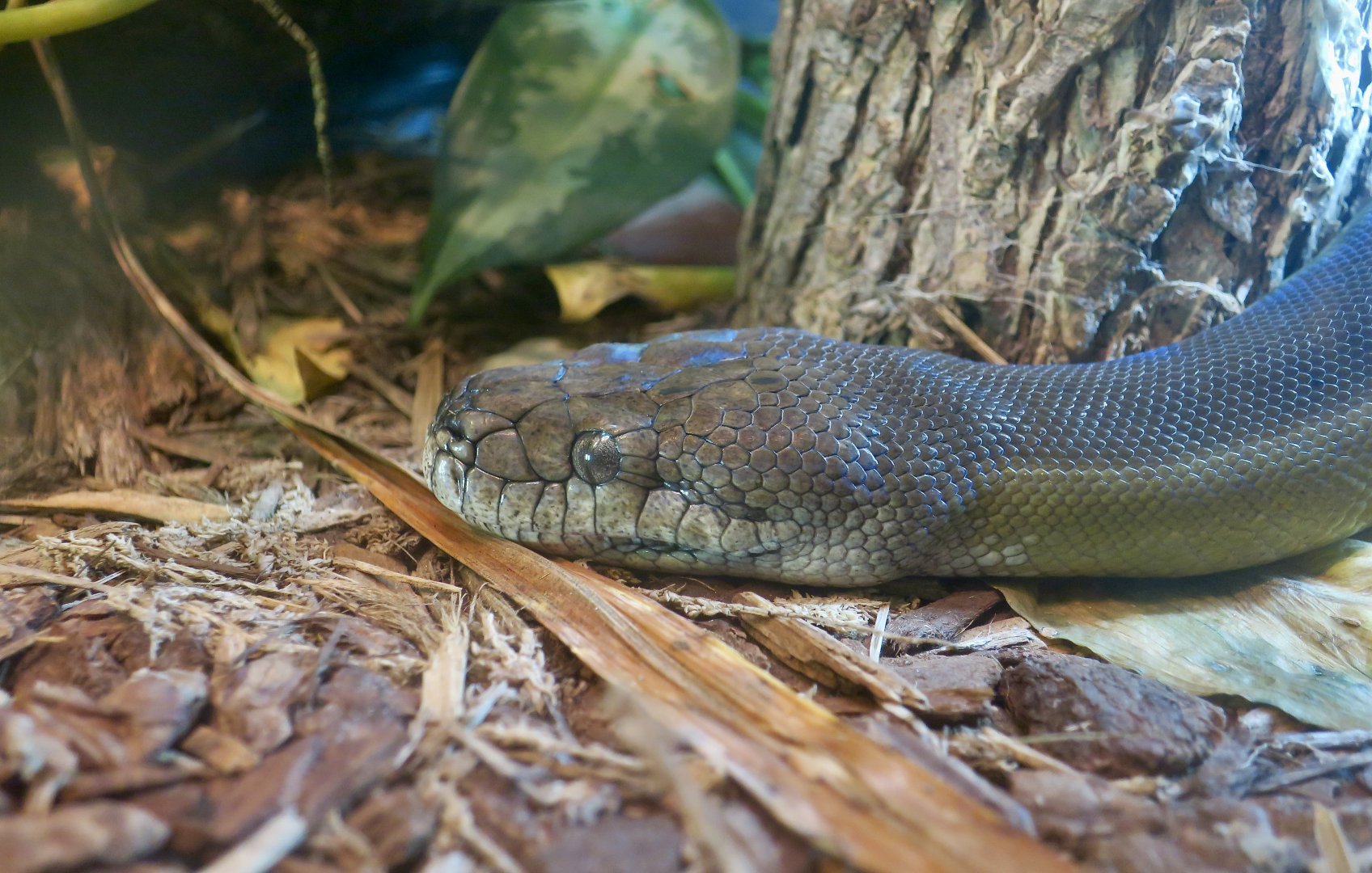Papuan Python (Apodora papuana)