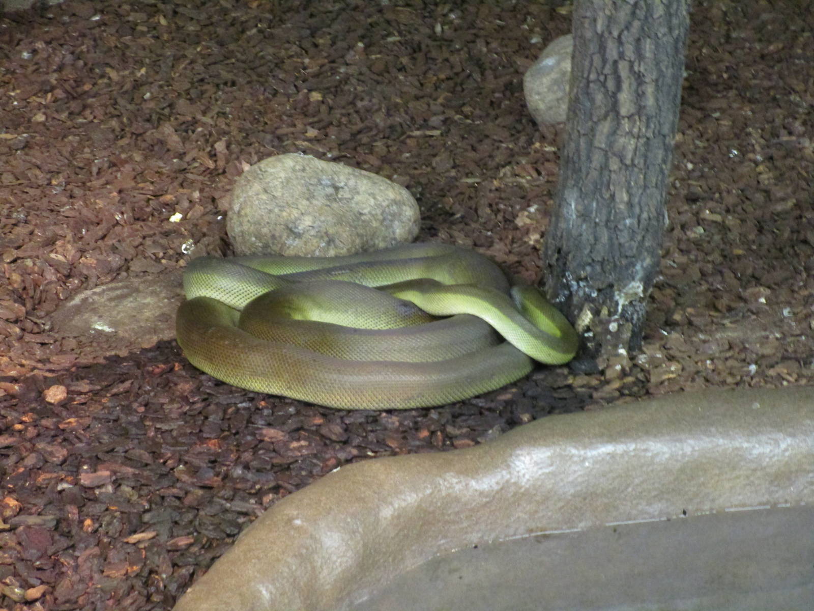 Papuan Python