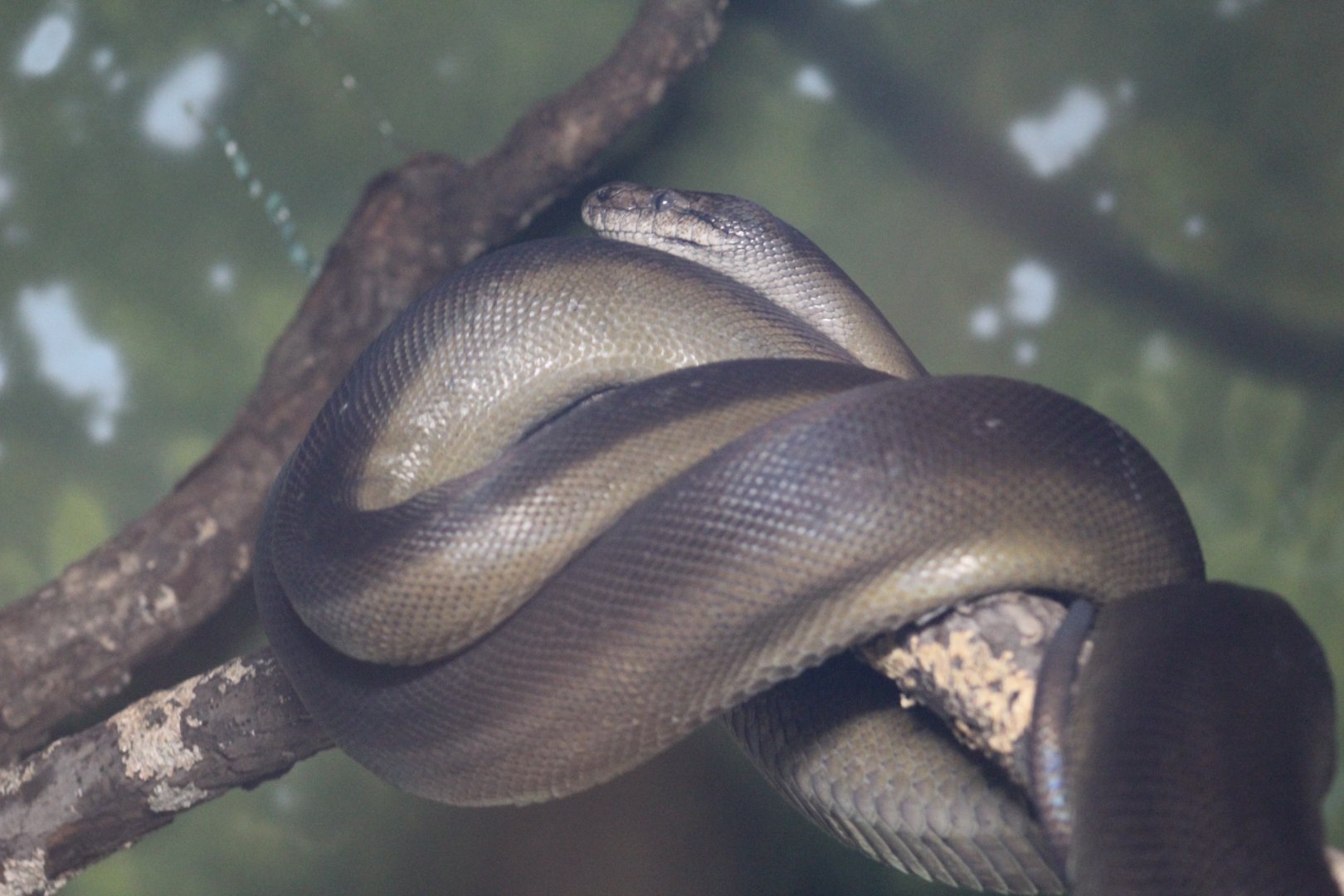 Papuan Python