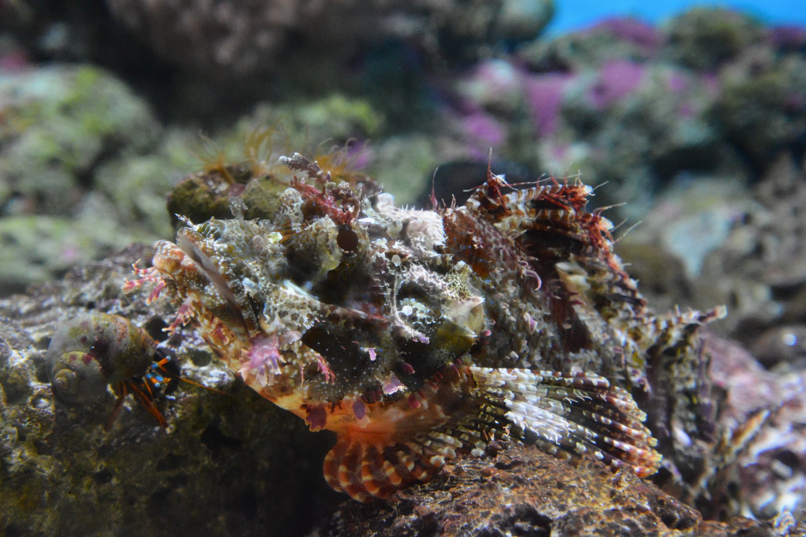 Papuan scorpionfish (Scorpaenopsis papuensis)