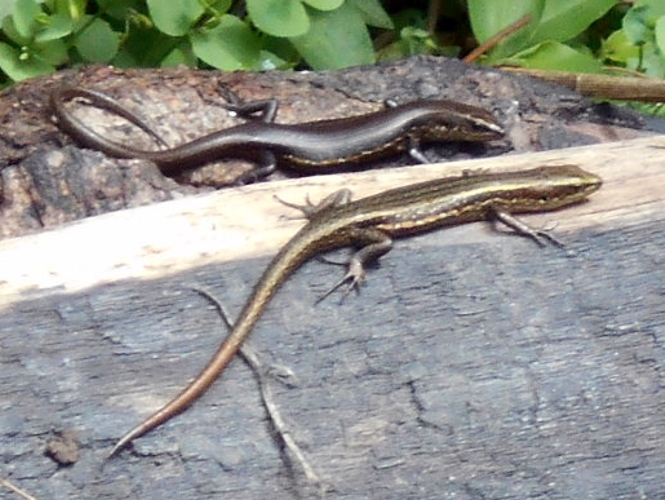 Papuan skink identification
