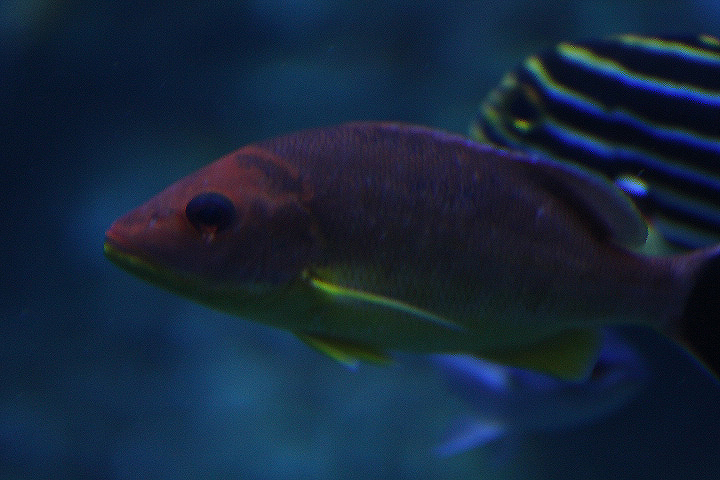 Papuan snapper (lutjanus papuensis) - BXSea