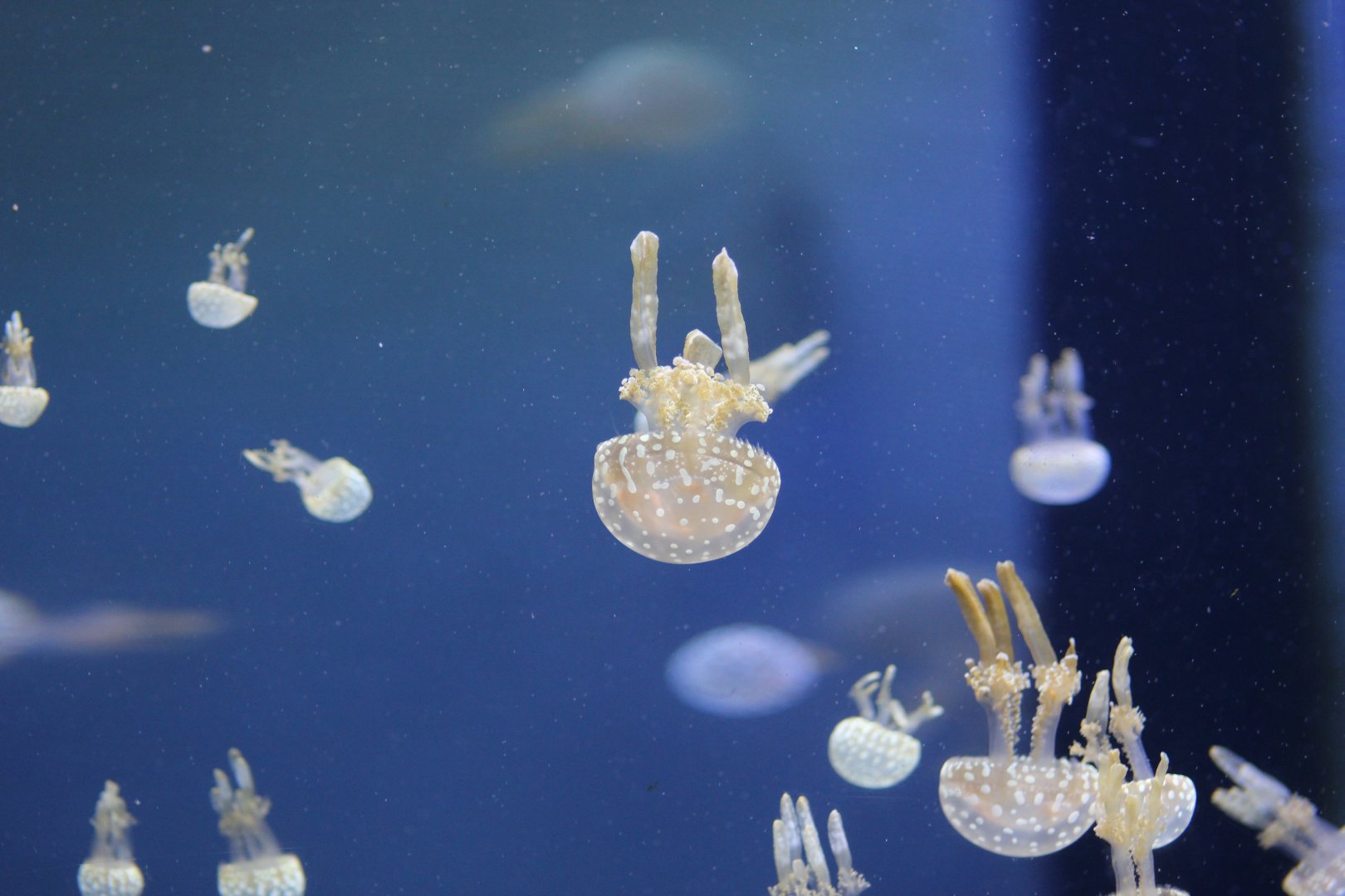 Papuan Spotted Jellyfish