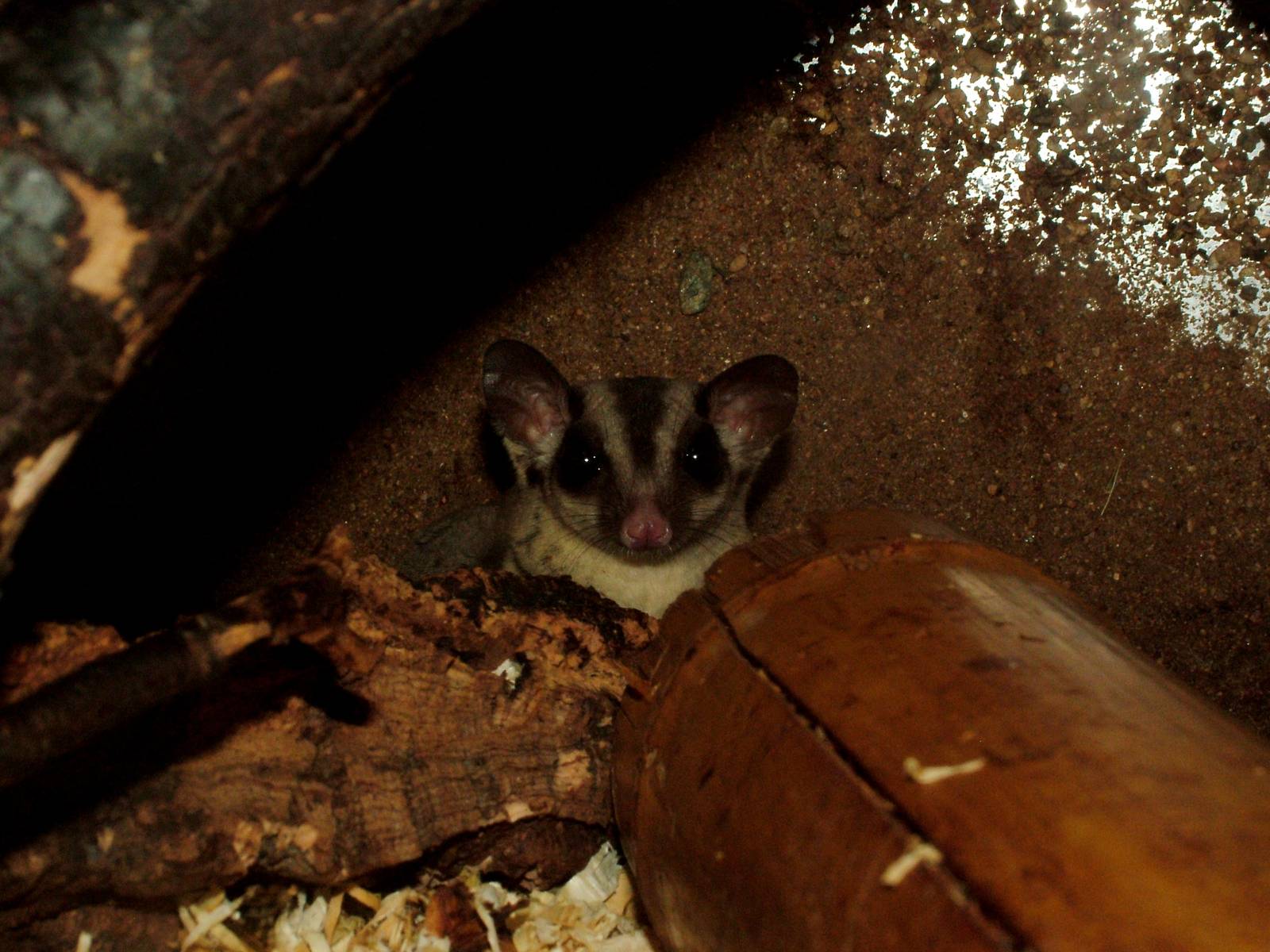 Papuan Sugar Glider at Prague Terrarium, 26/08/12
