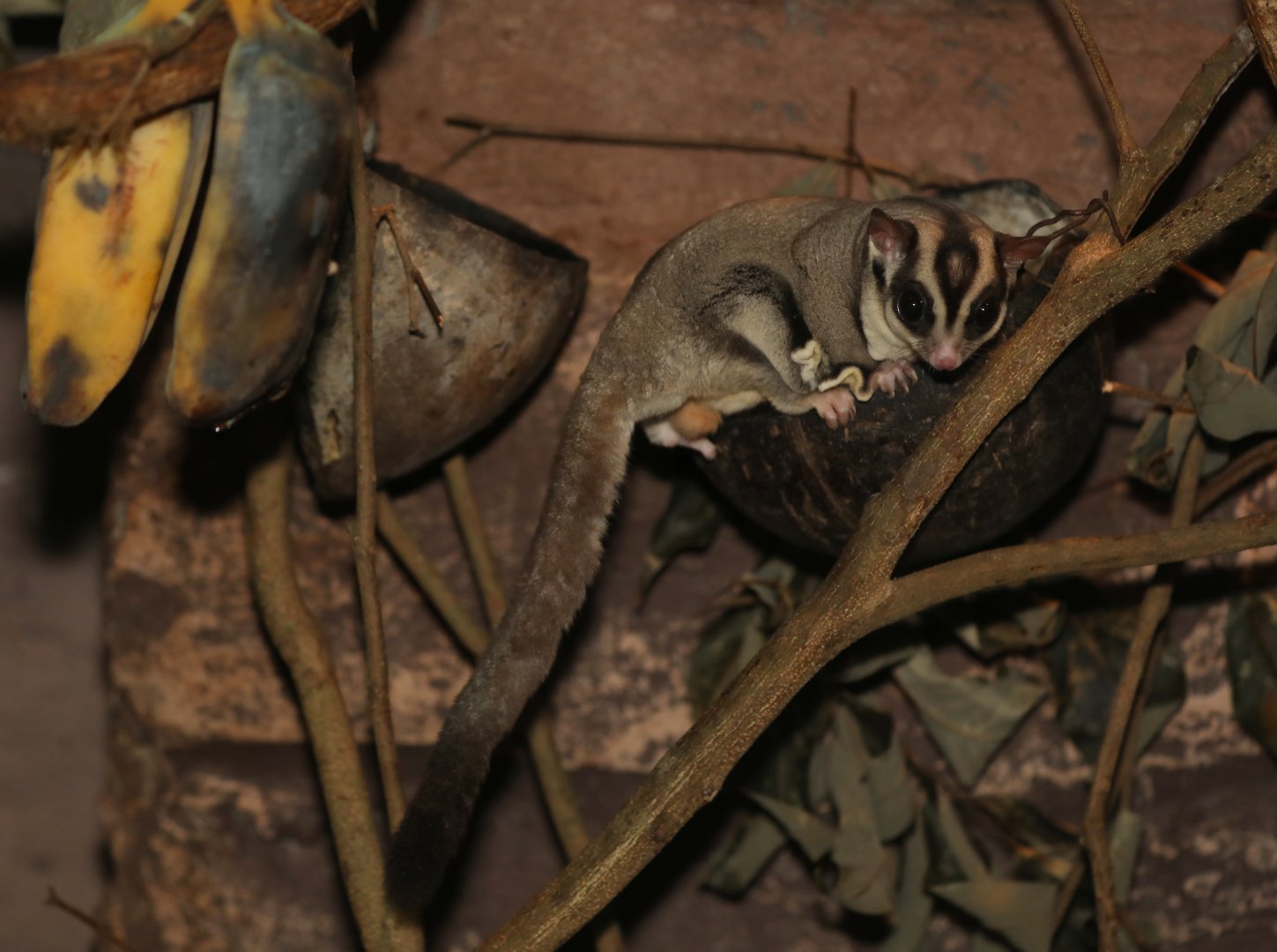 Papuan Sugar Glider (Petaurus breviceps papuanus)