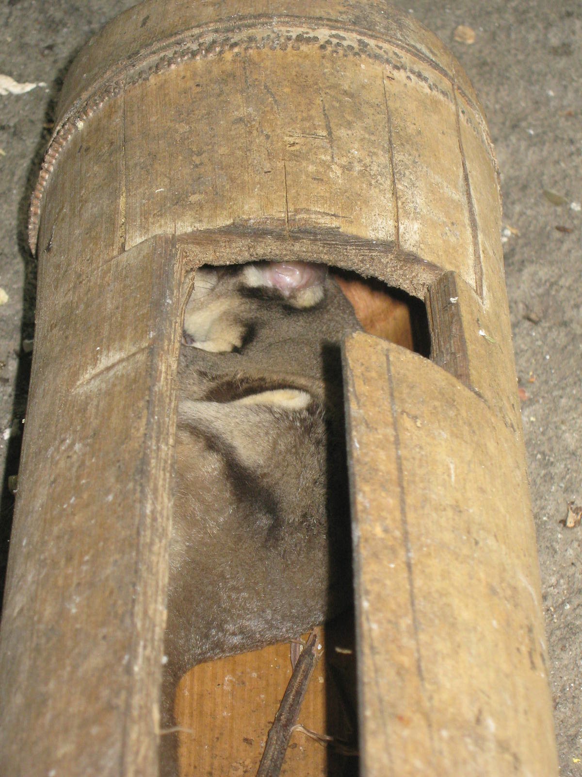 Papuan sugar glider (Petaurus breviceps papuanus)