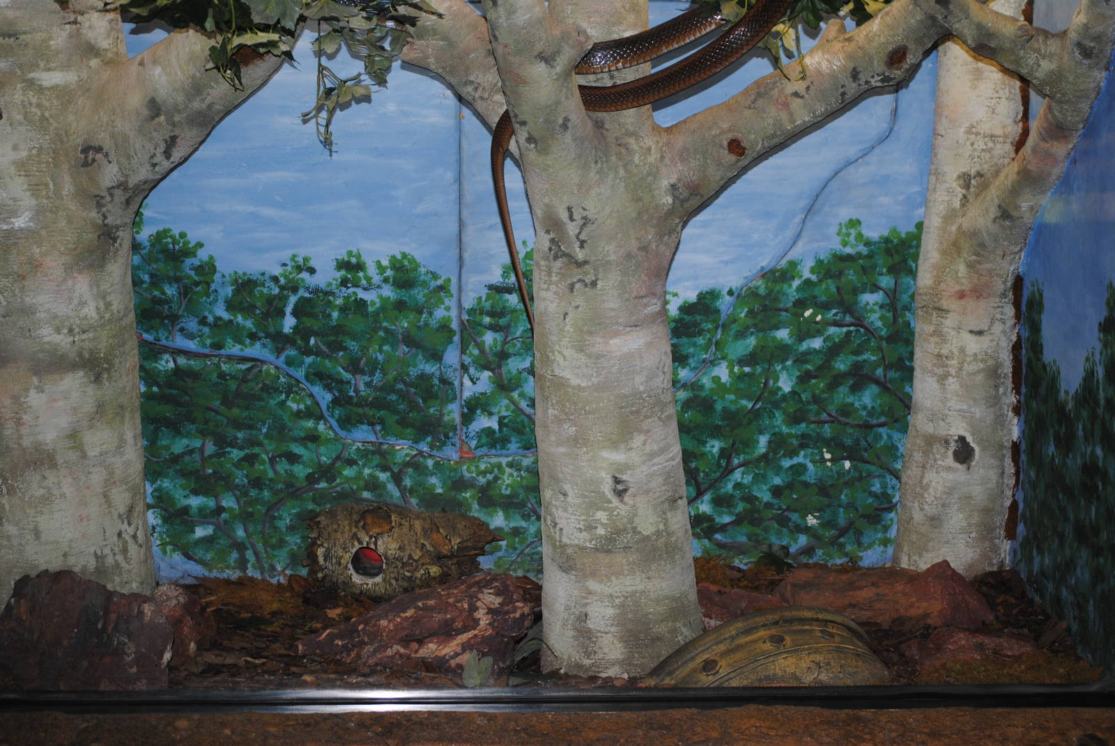 Papuan Taipan Enclosure