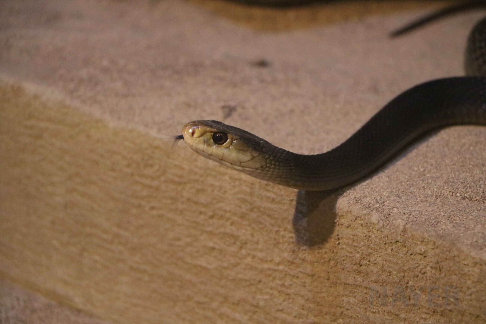 Papuan taipan, June 2016