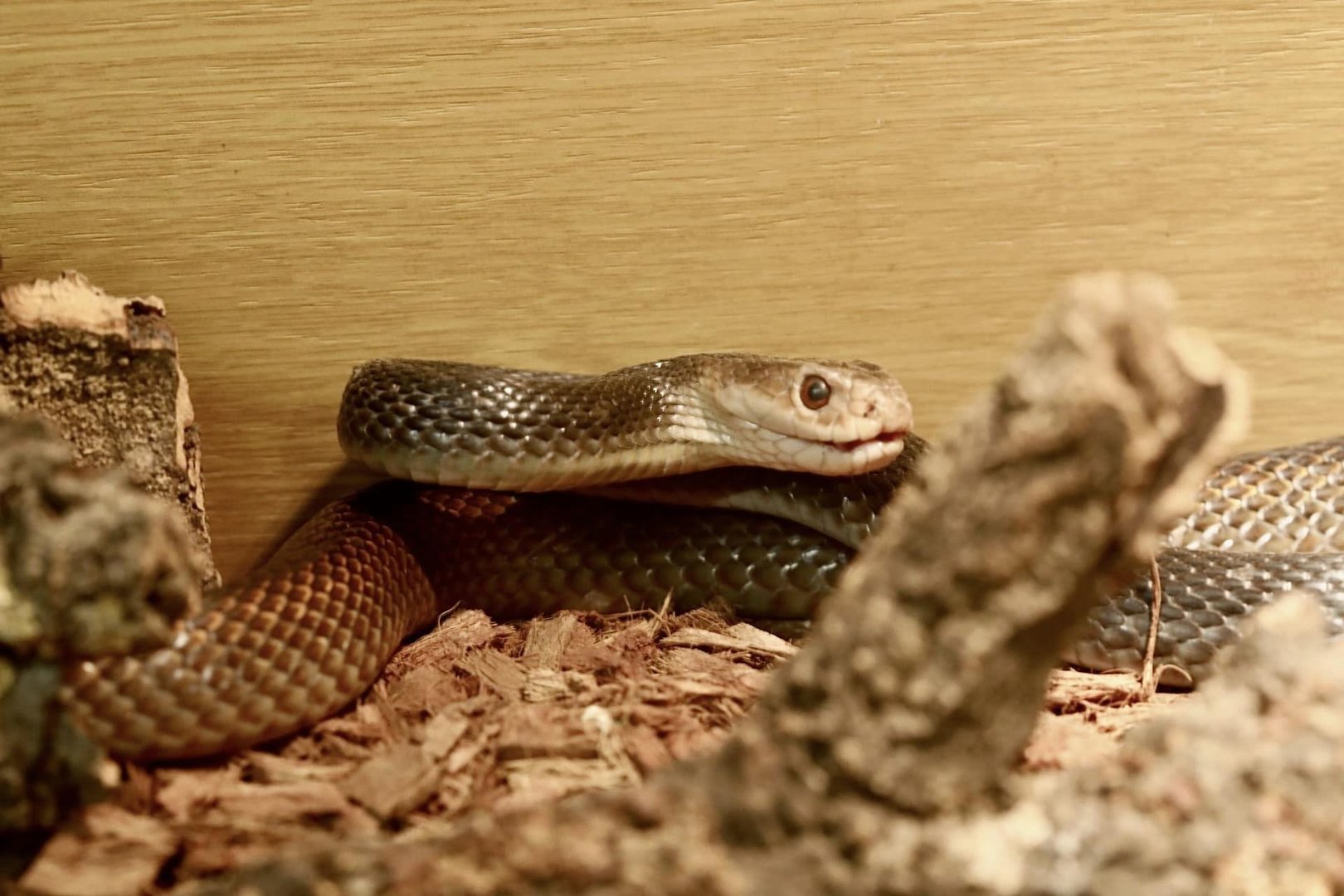 Papuan Taipan (Oxyuranus scutellatus)