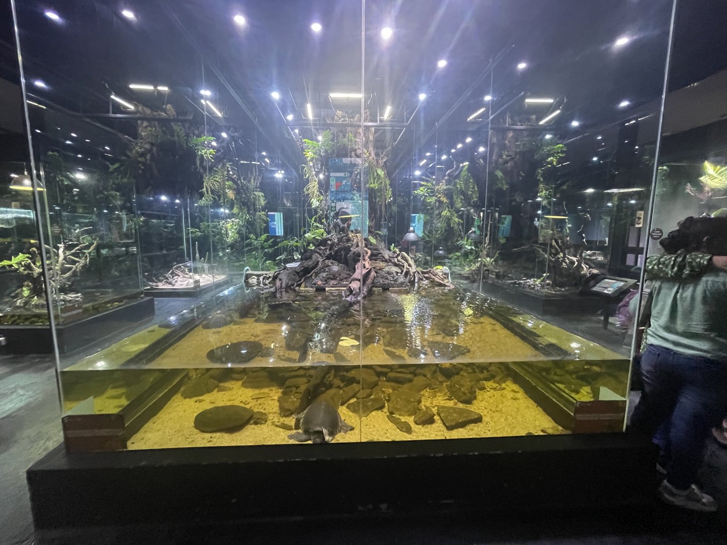 papuan-themed exhibit (2) - museum komodo