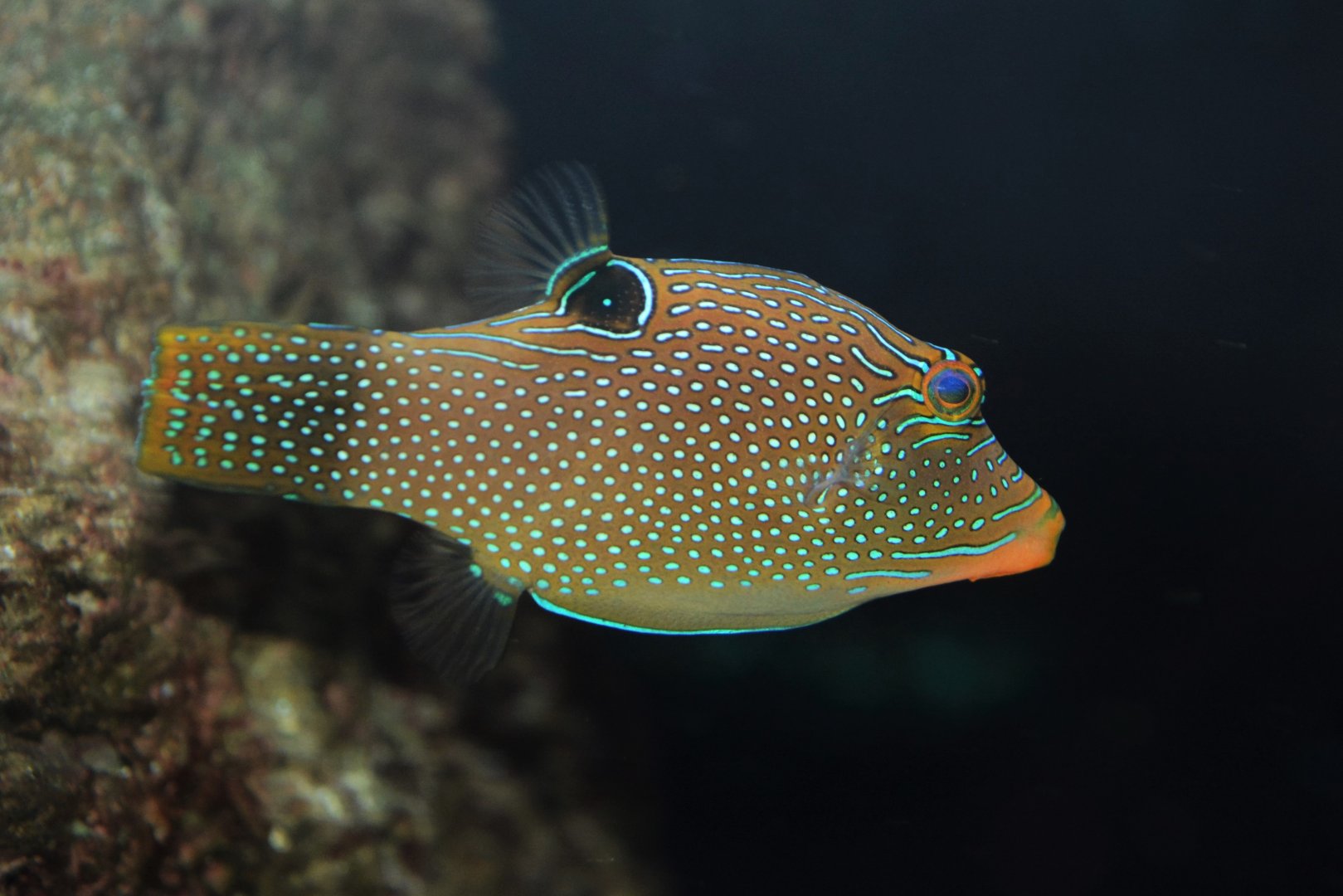 Papuan toby (Canthigaster papua)
