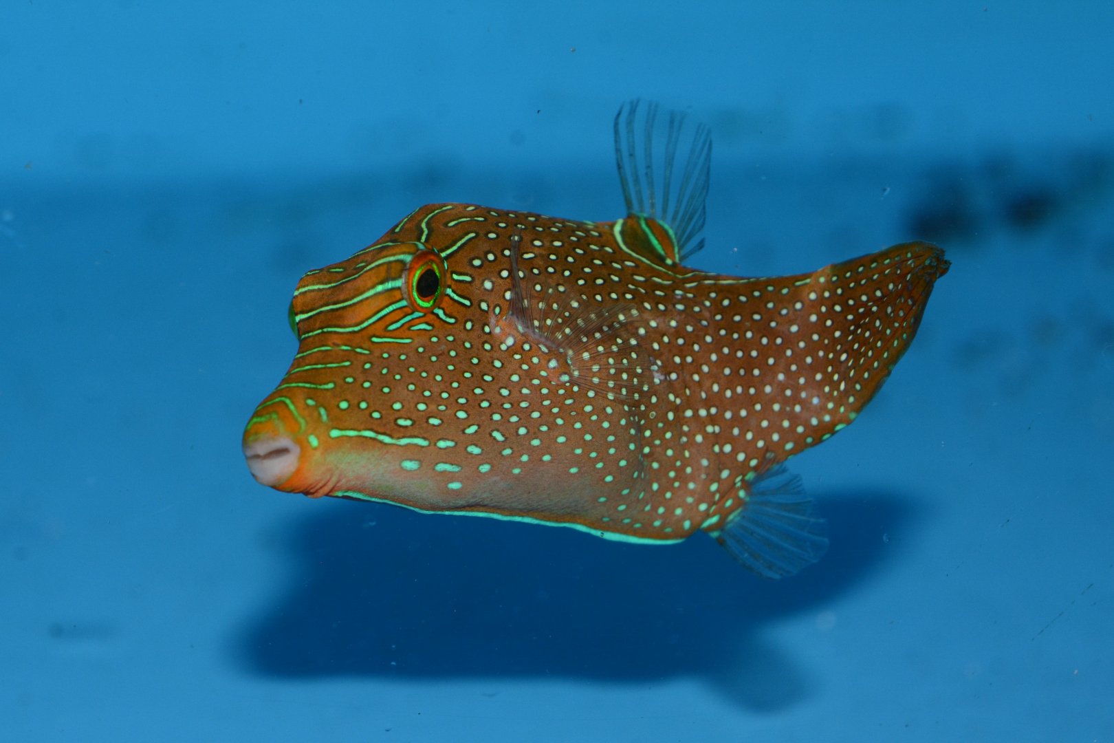 Papuan toby (Canthigaster papua)