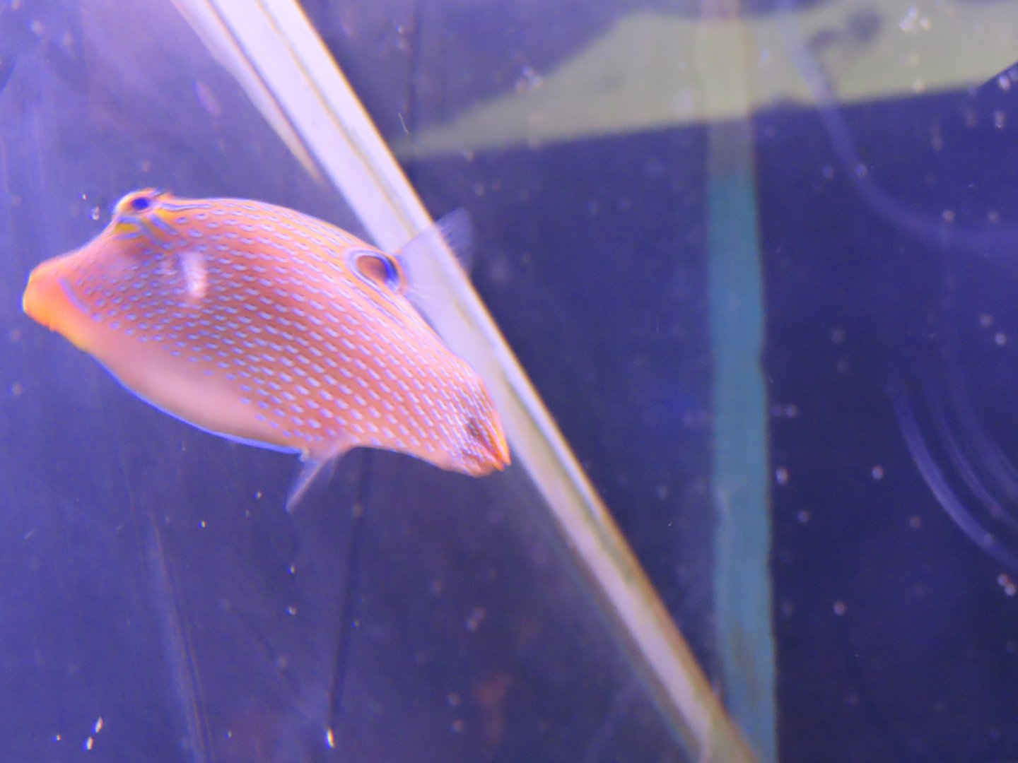 Papuan toby(Canthigaster papua)