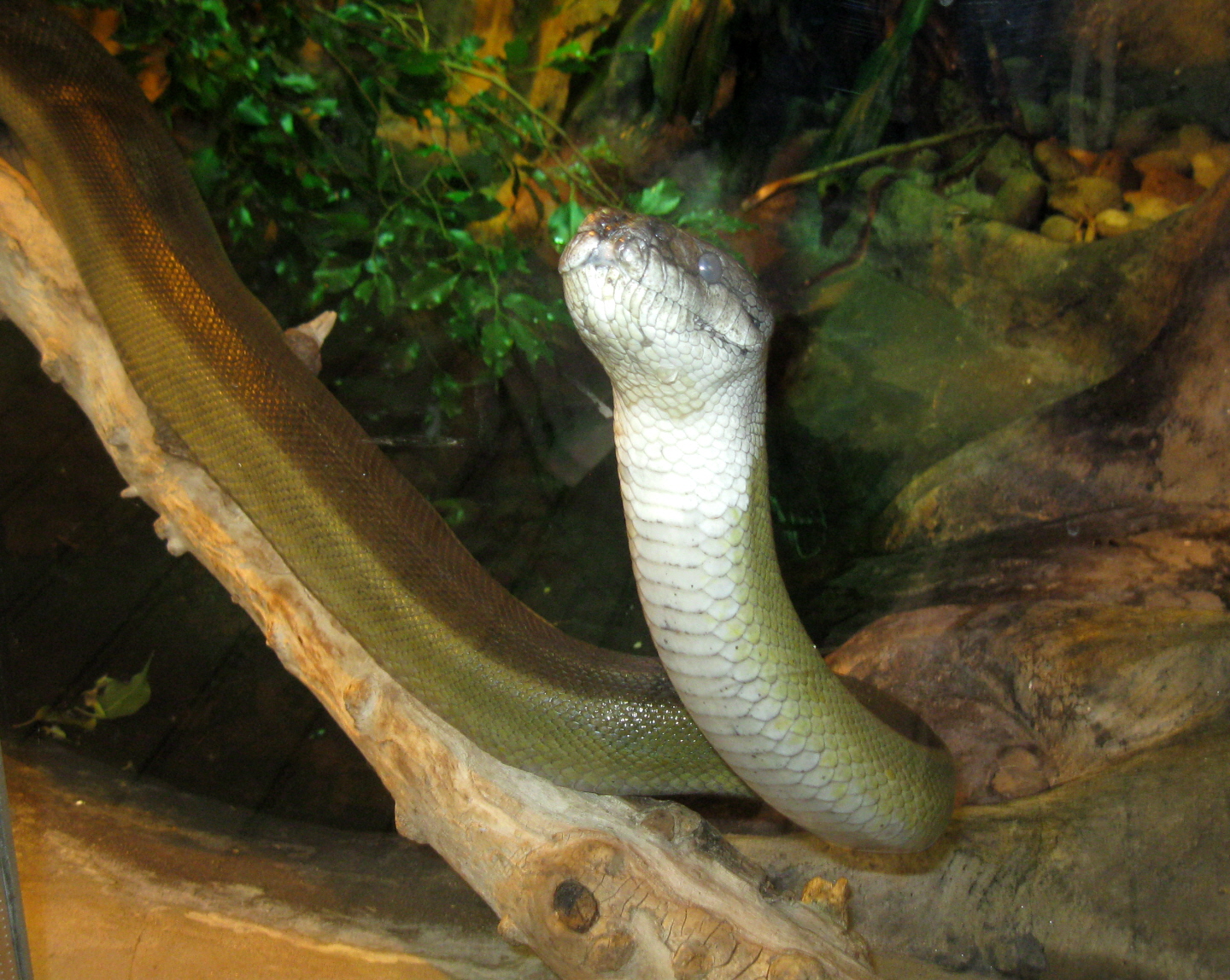 Papuan Water Python