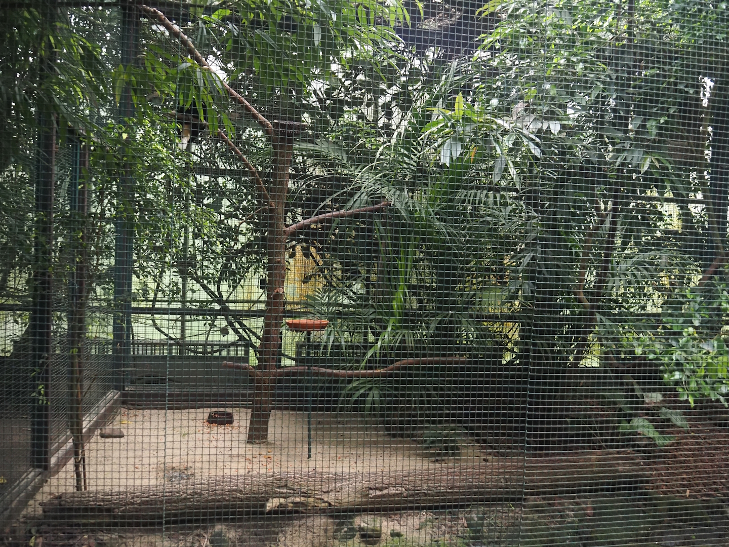 Papuan wreathed hornbill and Sclater's crowned pigeon aviary, 2024-05-22