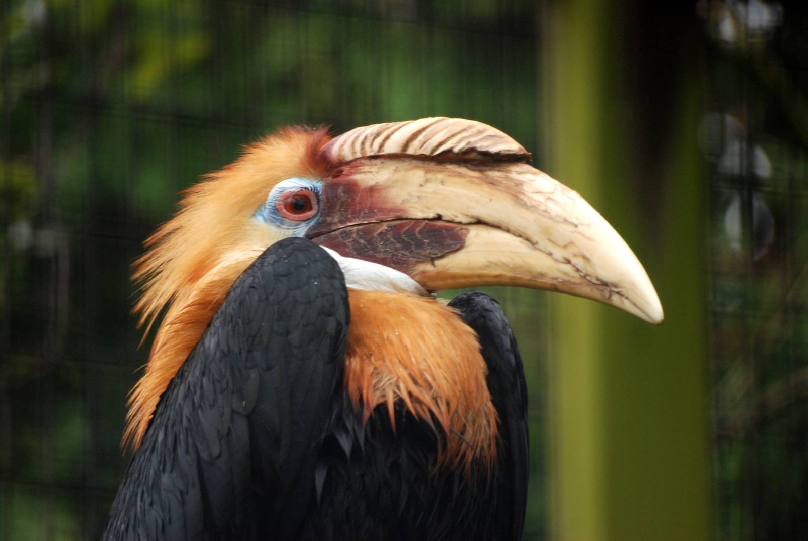Papuan Wreathed Hornbill at Avifauna, 04/06/12