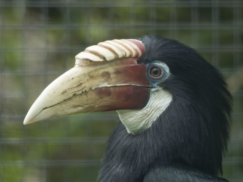 Papuan Wreathed Hornbill at Harewood House Bird Garden
