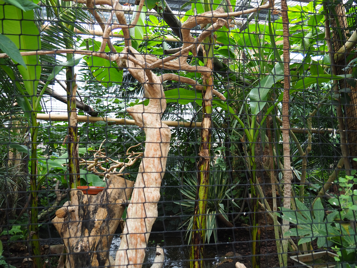 Papuan wreathed hornbill aviary, 2019-10-05