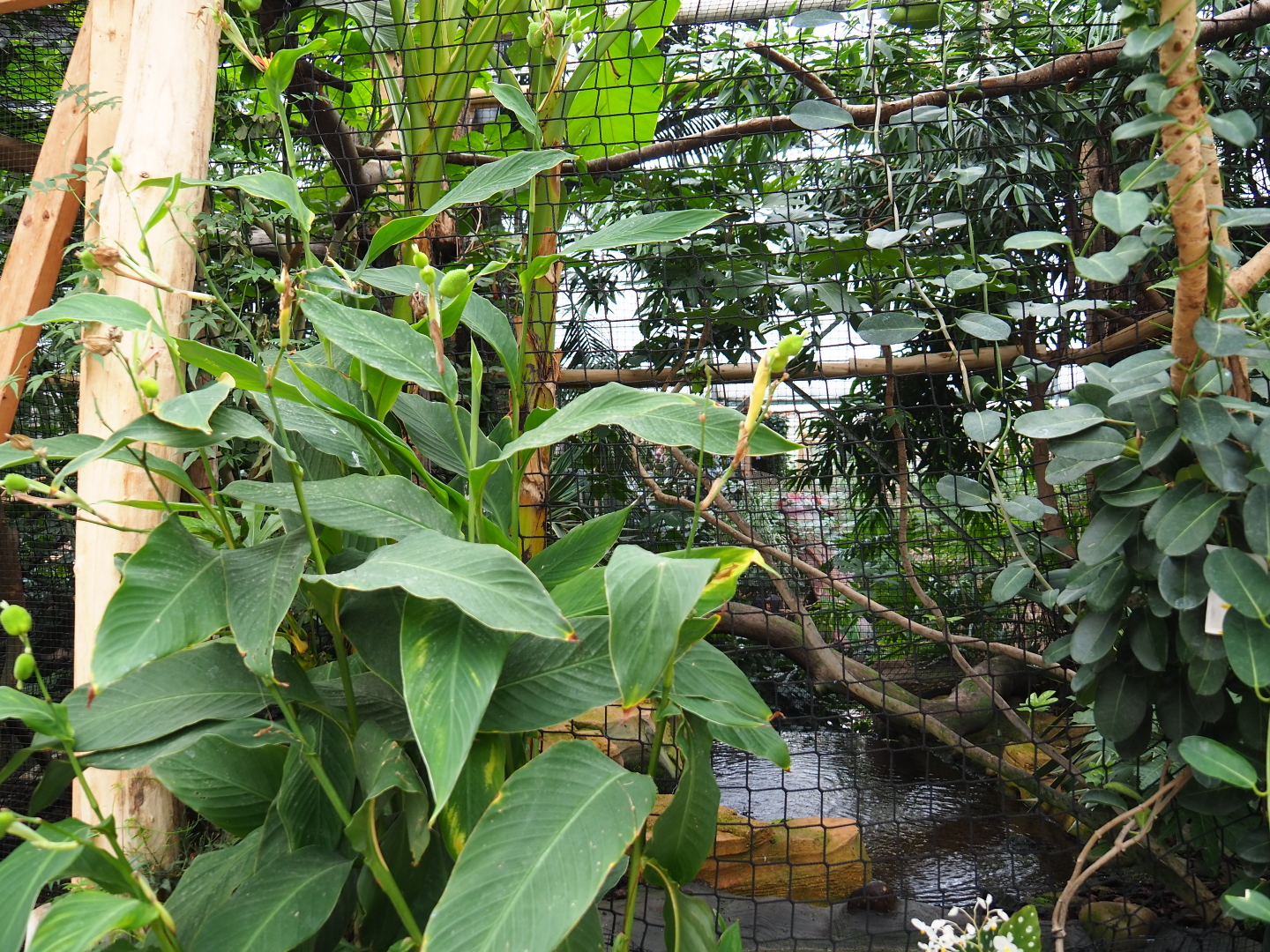 Papuan wreathed hornbill aviary, 2019-10-05