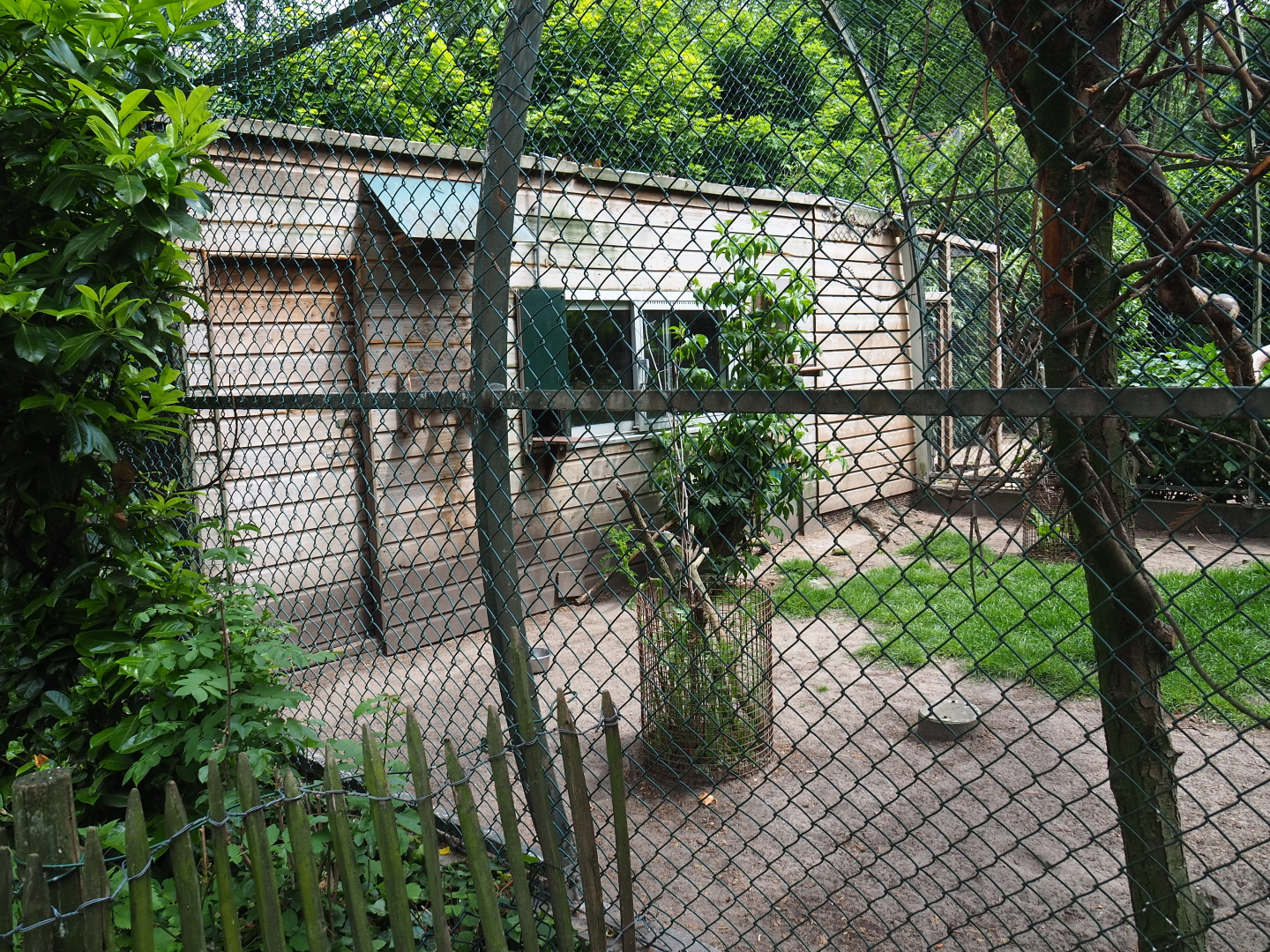 Papuan wreathed hornbill barn, 2019-05-25