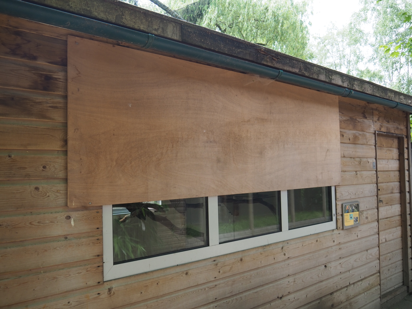 Papuan wreathed hornbill barn, 2019-05-25