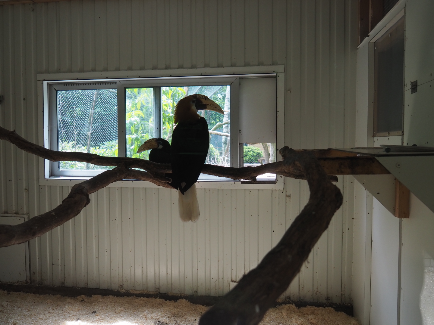 Papuan wreathed hornbill indoor housing, 2019-05-25