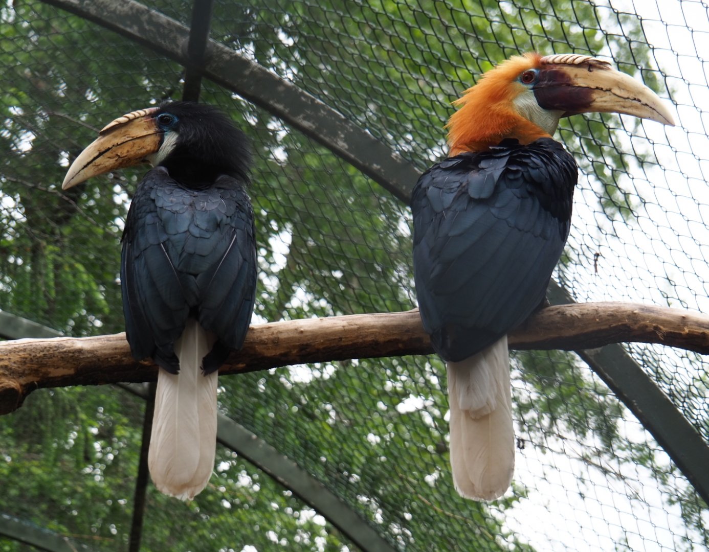 Papuan wreathed hornbill pair (Rhyticeros plicatus), 2019-05-25