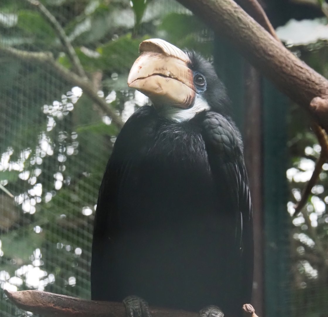 Papuan wreathed hornbill (Rhyticeros plicatus), 2024-05-22