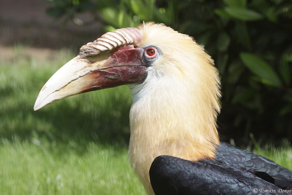 Papuan Wreathed Hornbill (Rhyticeros plicatus) male